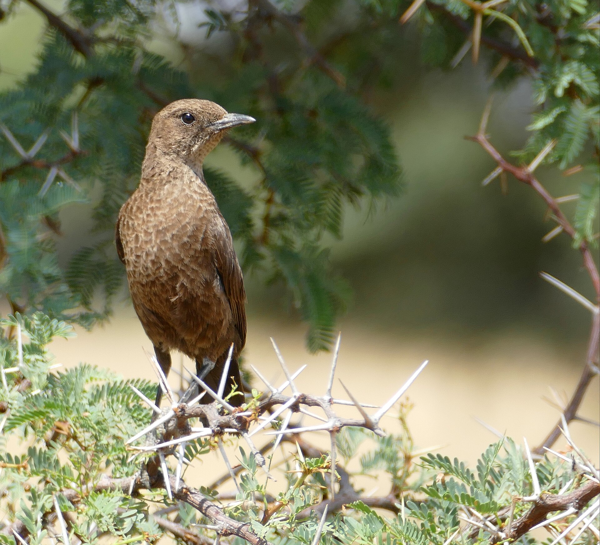 Ant-eating Chat (Myrmecocichla formicivora)