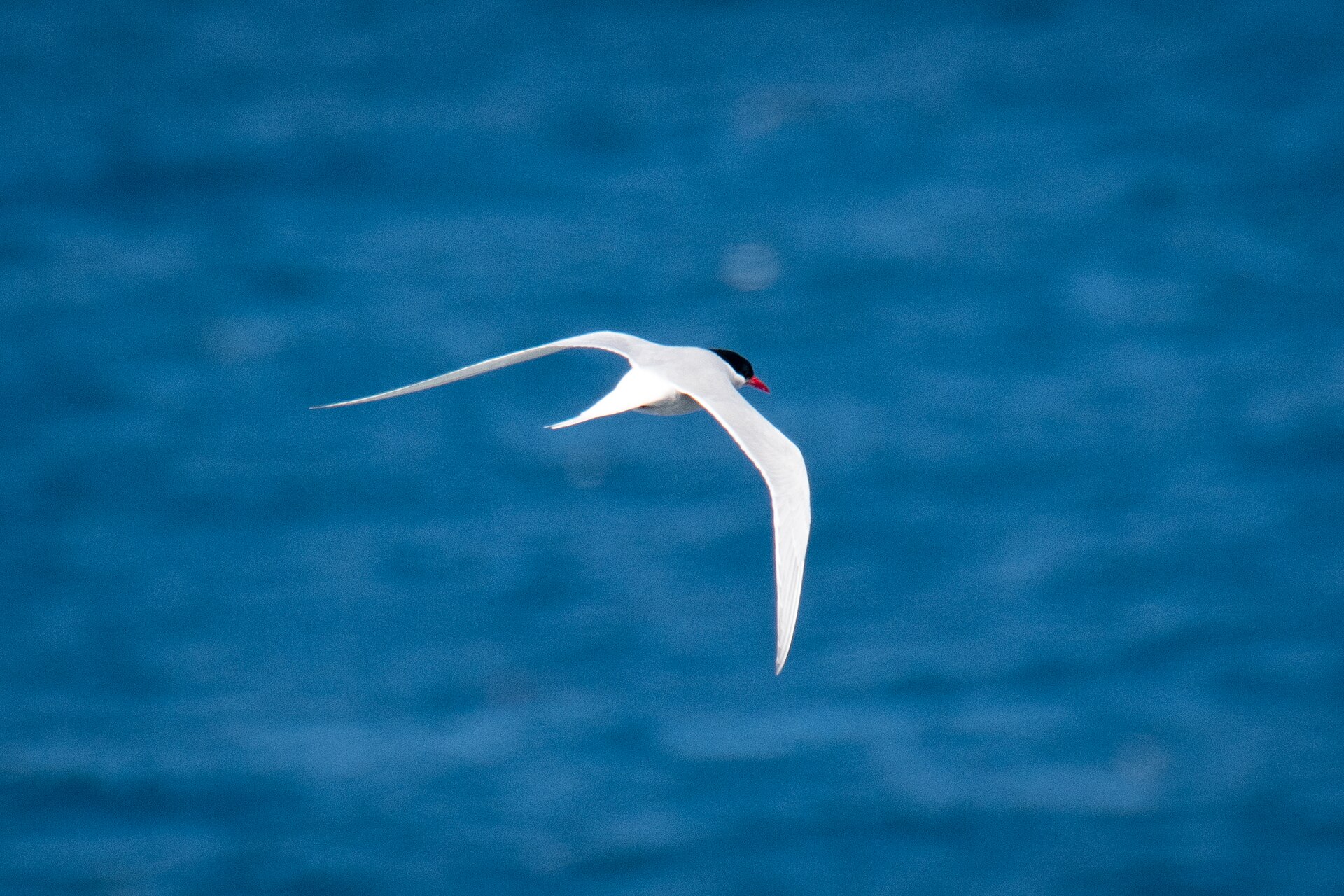 Antarctic Tern Antarctic Tern ()