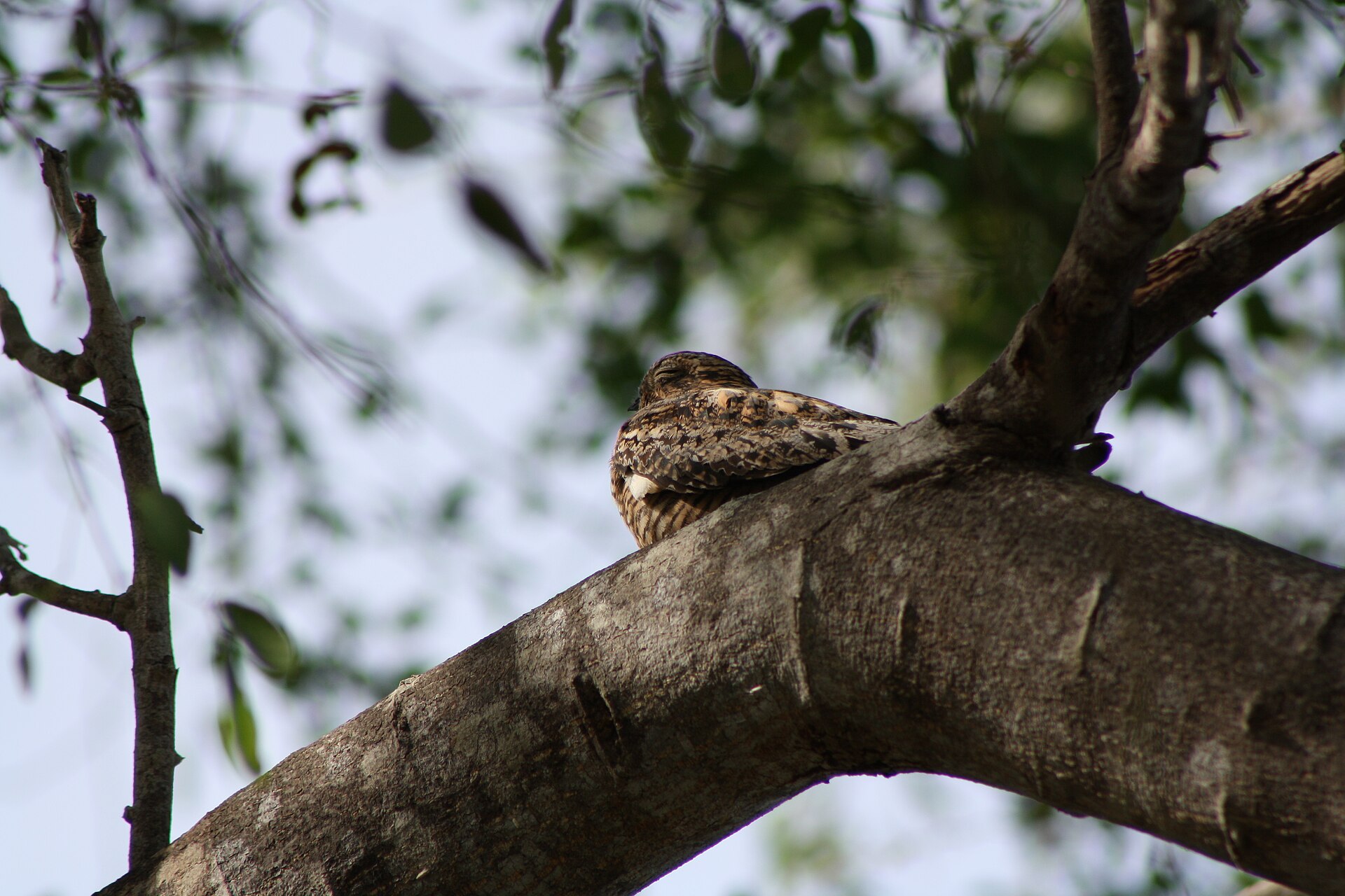 Antillean Nighthawk (Chordeiles gundlachii)