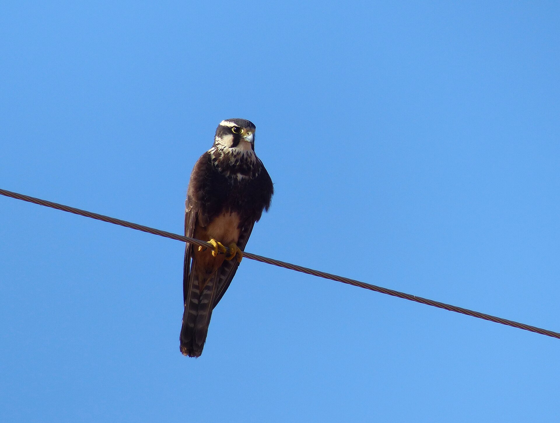 Aplomado Falcon (Falco femoralis)