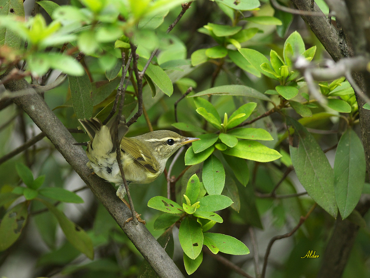 Arctic Warbler Arctic Warbler ()