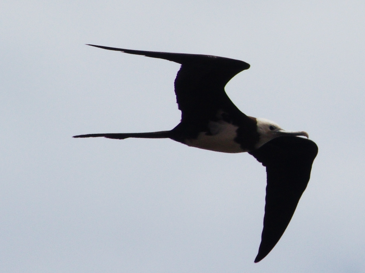 ascension frigatebird