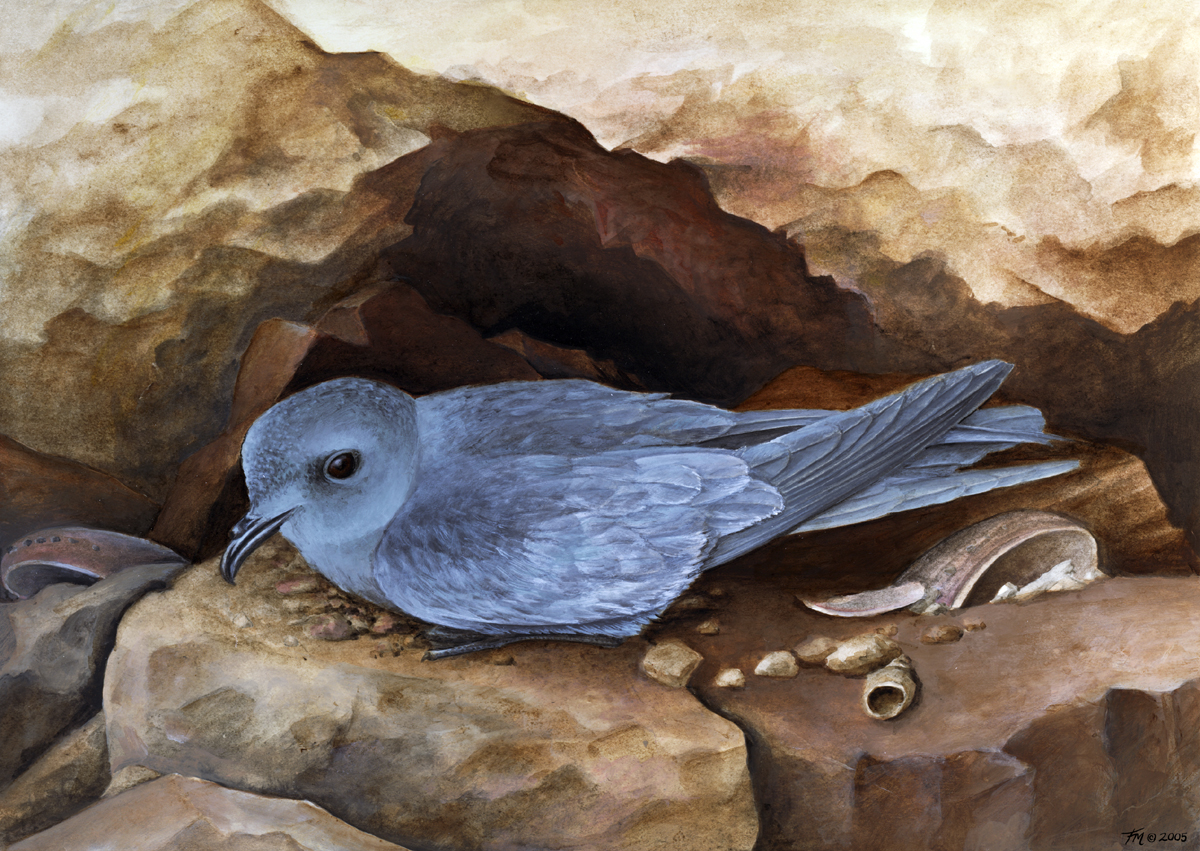 ashy storm petrel
