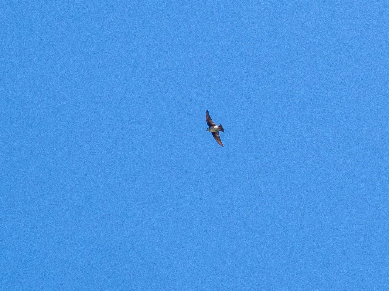 Asian House Martin (Delichon dasypus)
