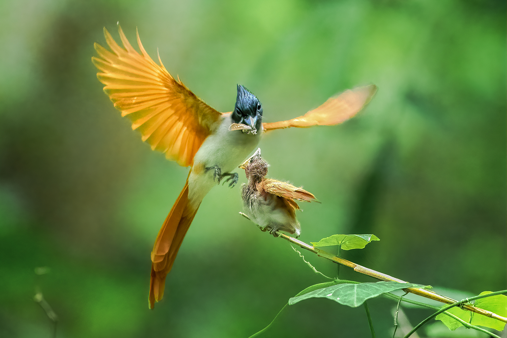 Asian Paradise Flycatcher Asian Paradise Flycatcher (Terpsiphone paradisi)