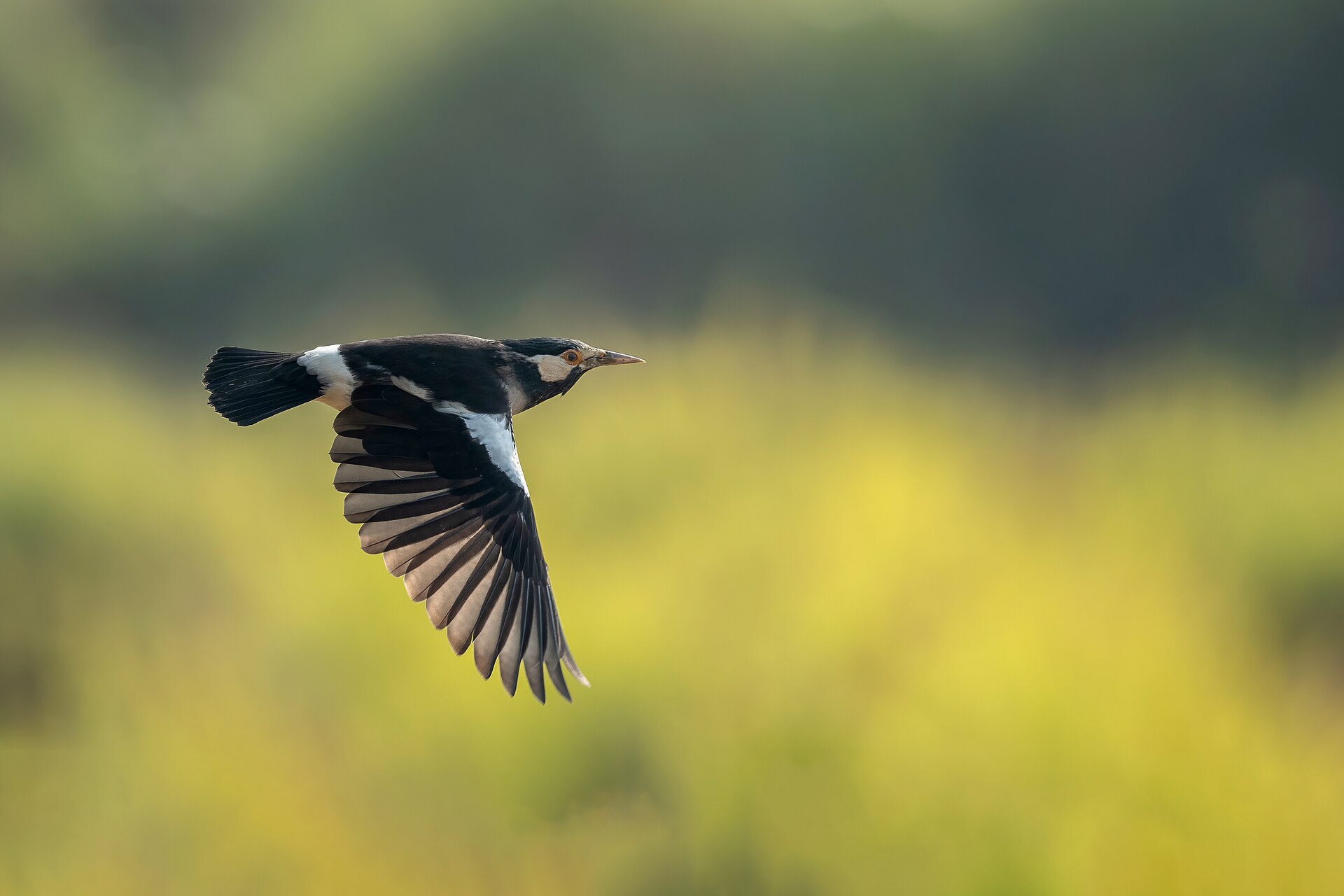 asian pied starling