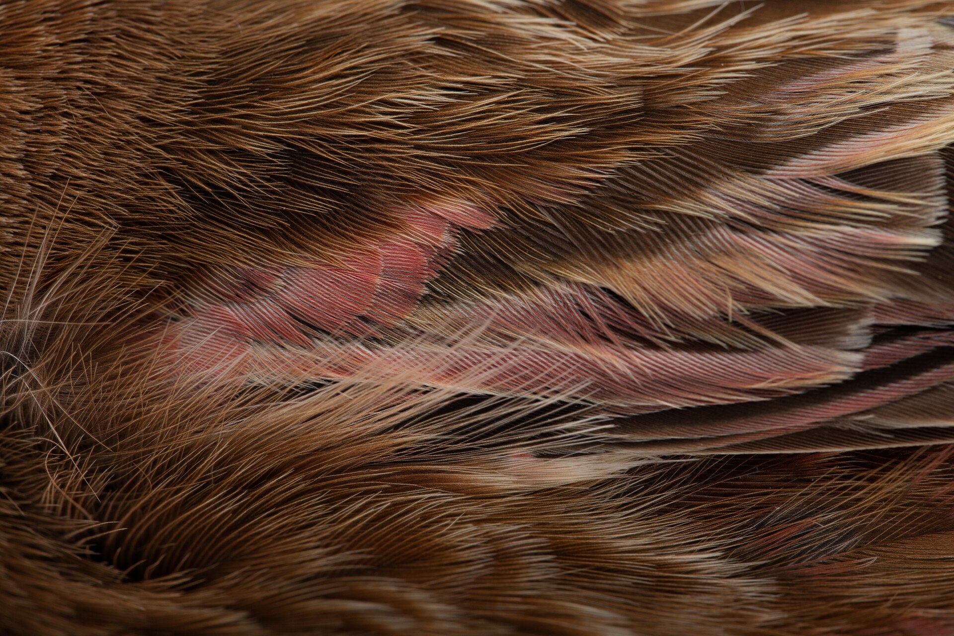 Asian Rosy Finch Asian Rosy Finch ()