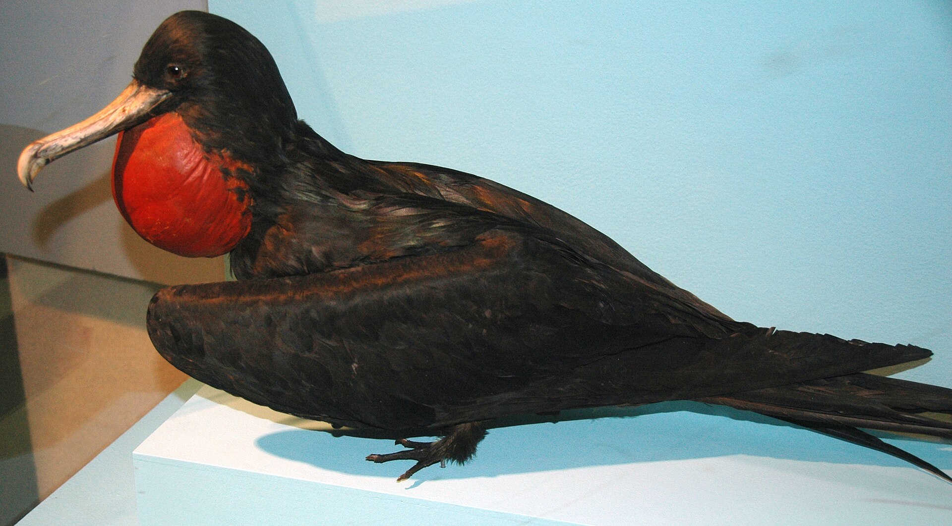 atlantic frigatebird