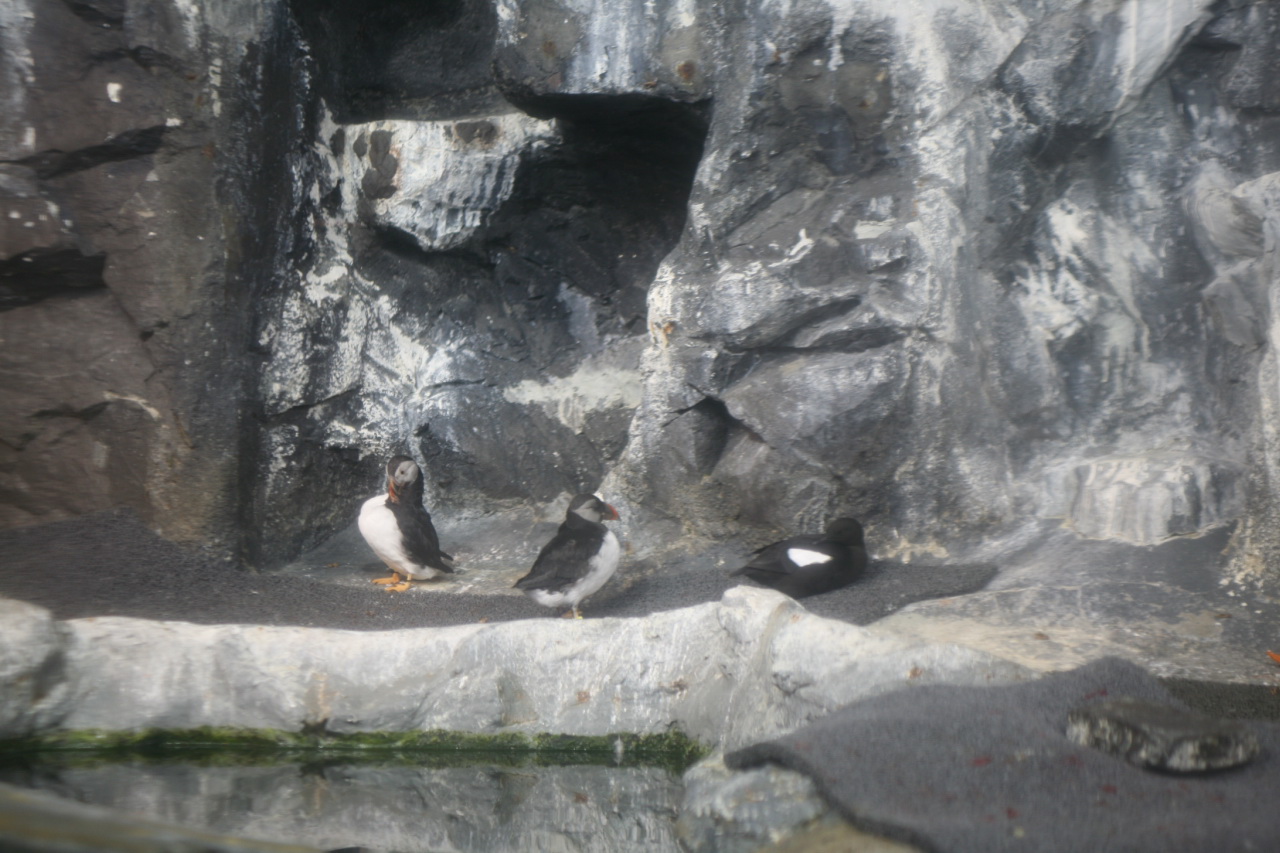 Atlantic Puffin Diet ()