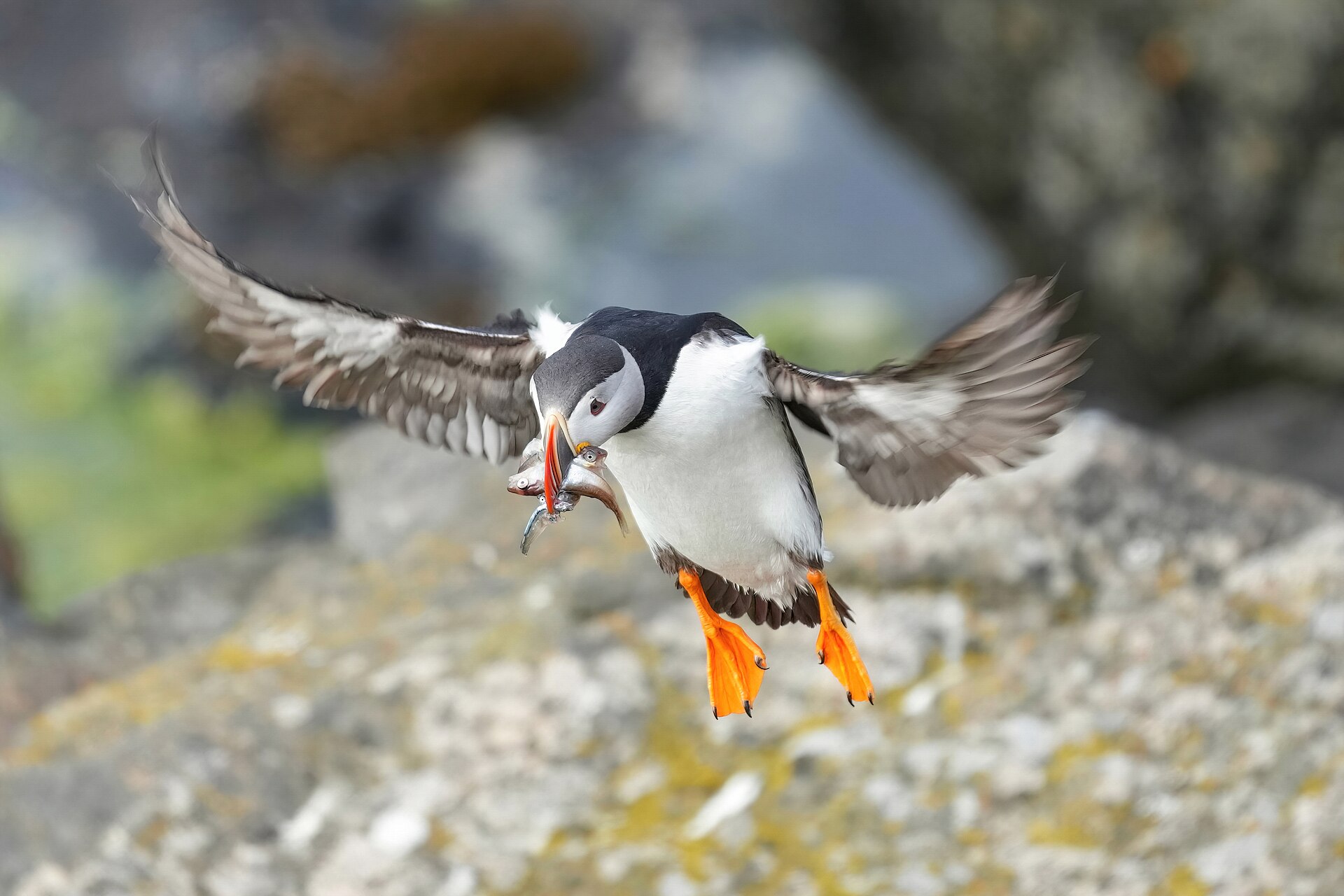 atlantic puffin