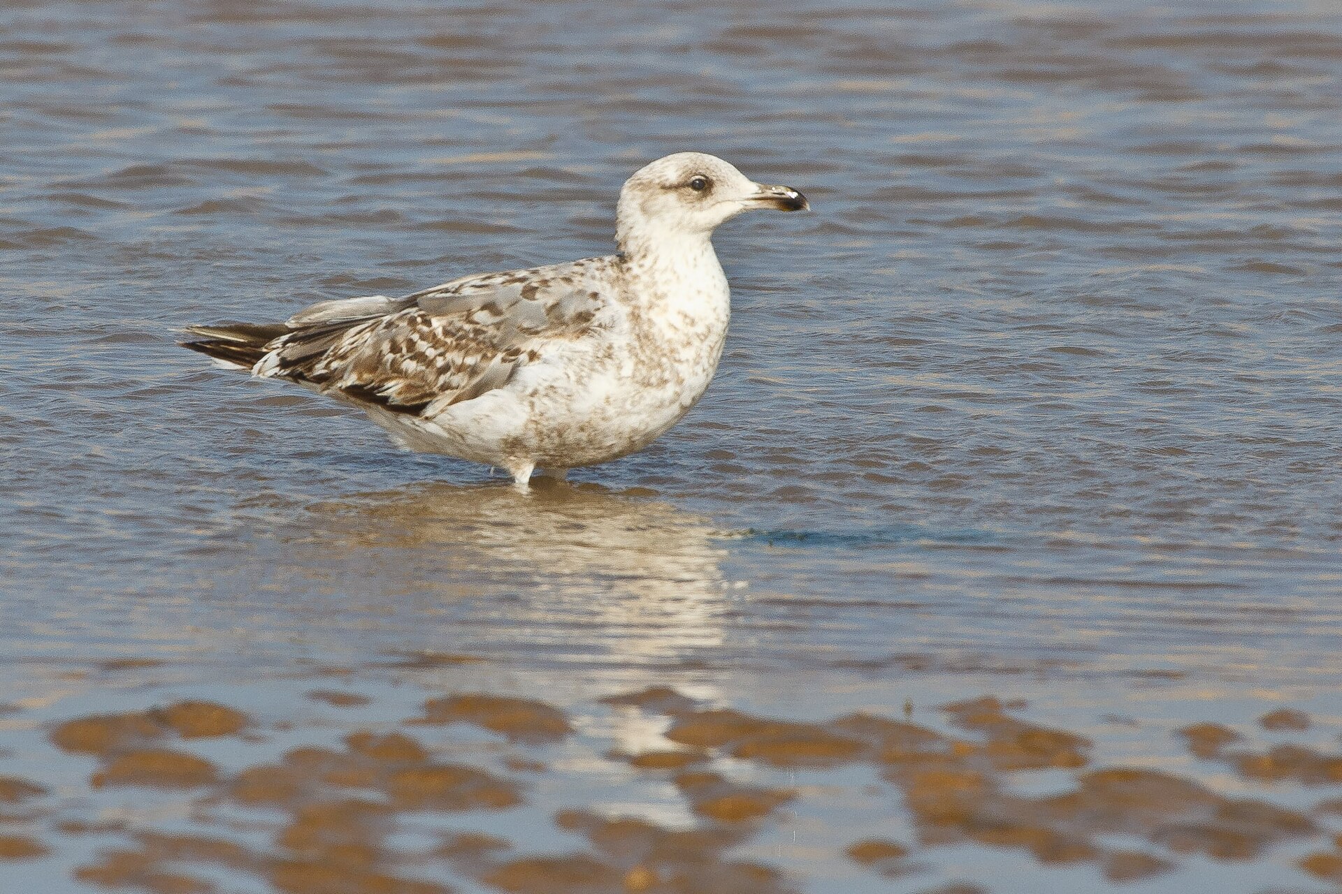 Atlantic Yellow-legged Gull Atlantic Yellow-legged Gull (Larus michahellis)