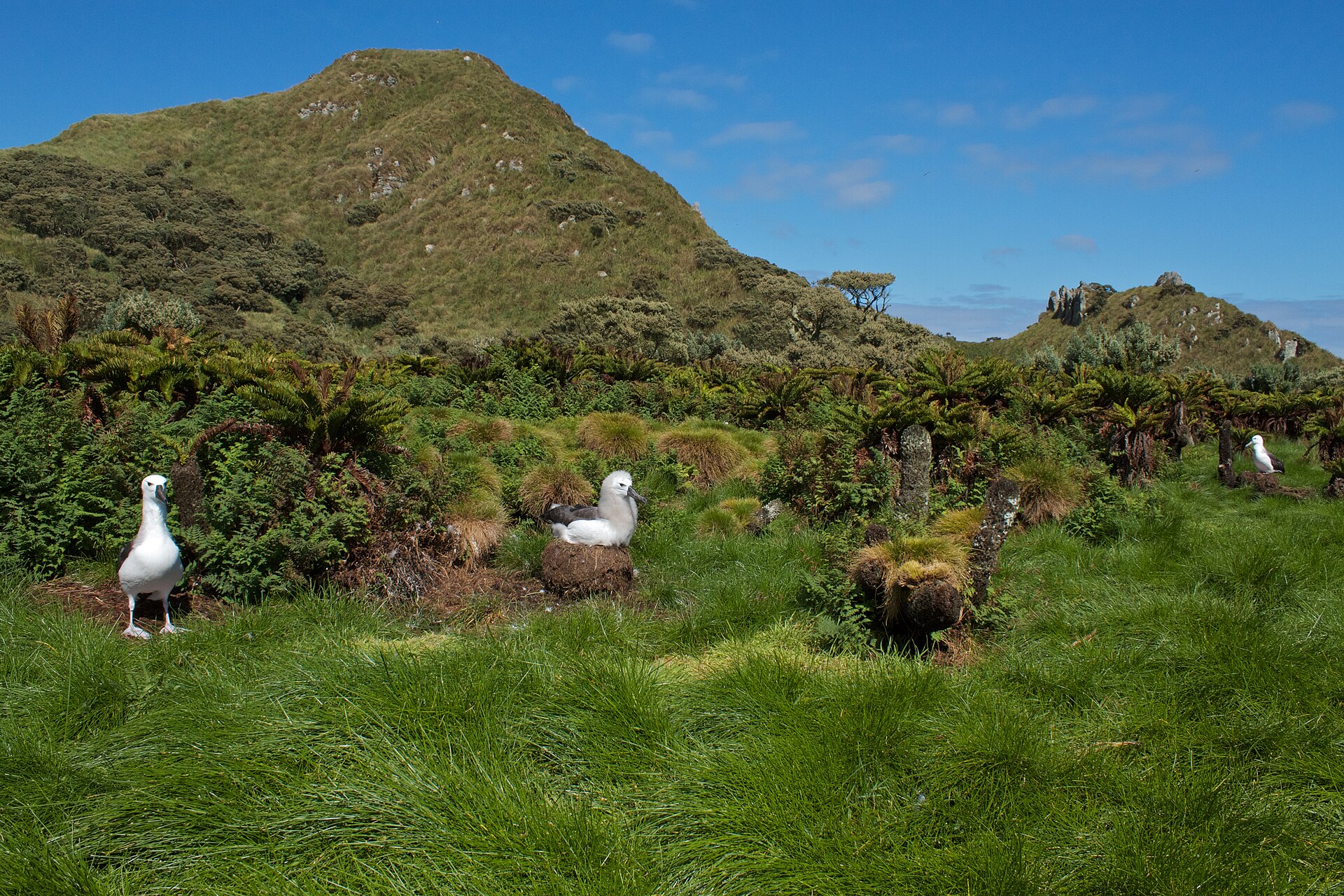 Atlantic Yellow-nosed Albatross Atlantic Yellow-nosed Albatross (Thalassarche chlororhynchos)
