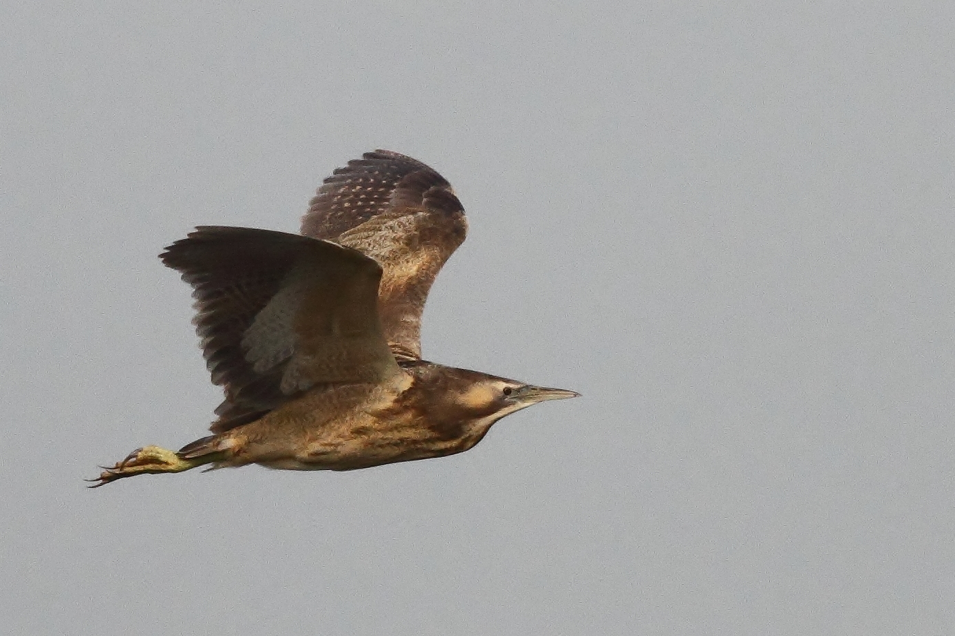 Australasian Bittern ()