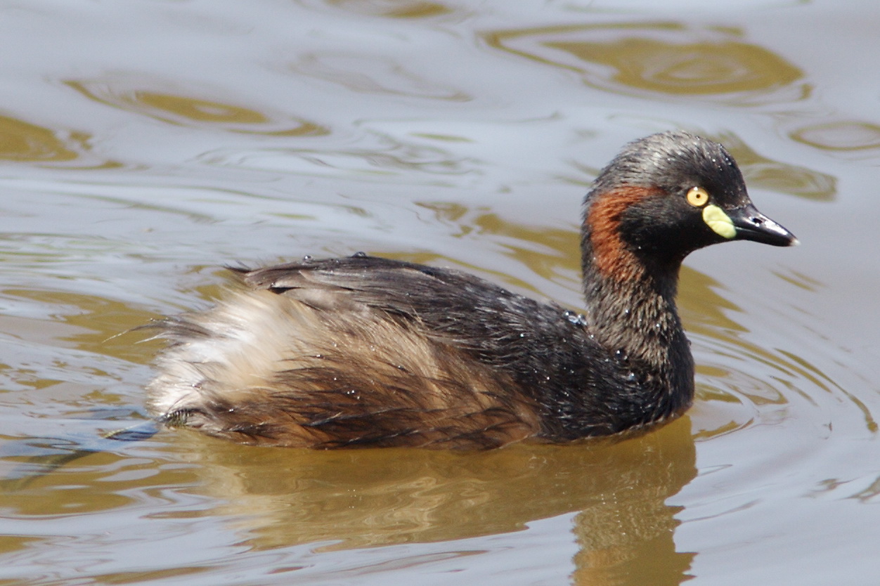 australasian grebe