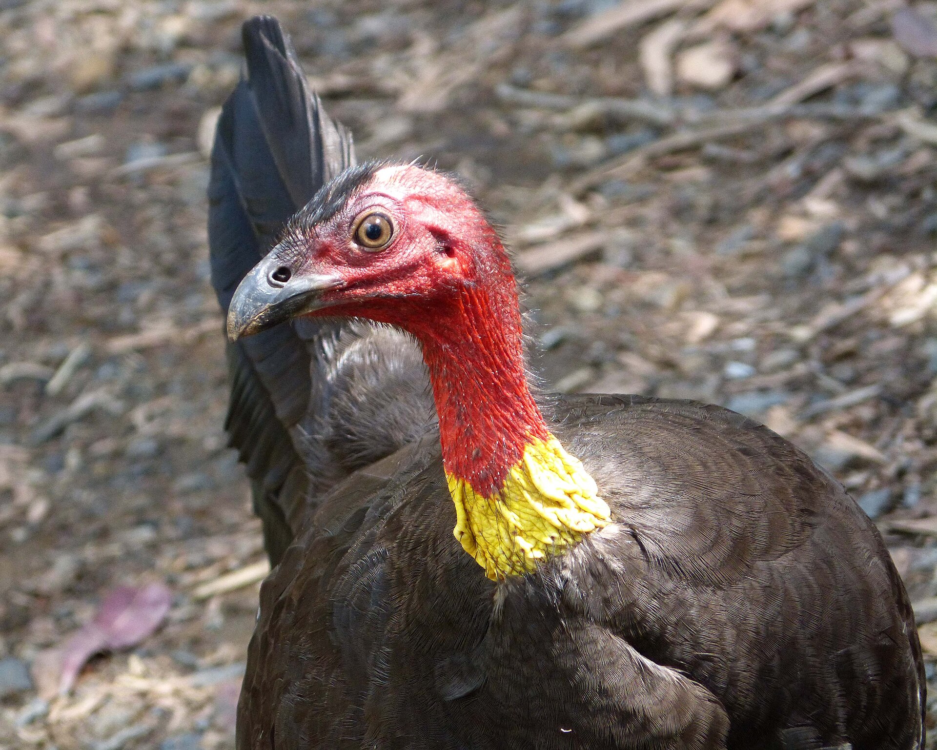 Australian Brush-turkey (Alectura lathami)