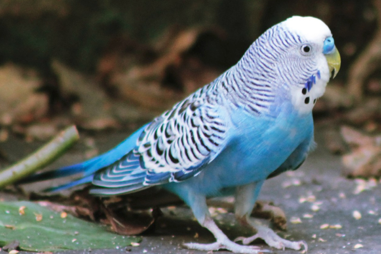 Australian Budgerigar ()