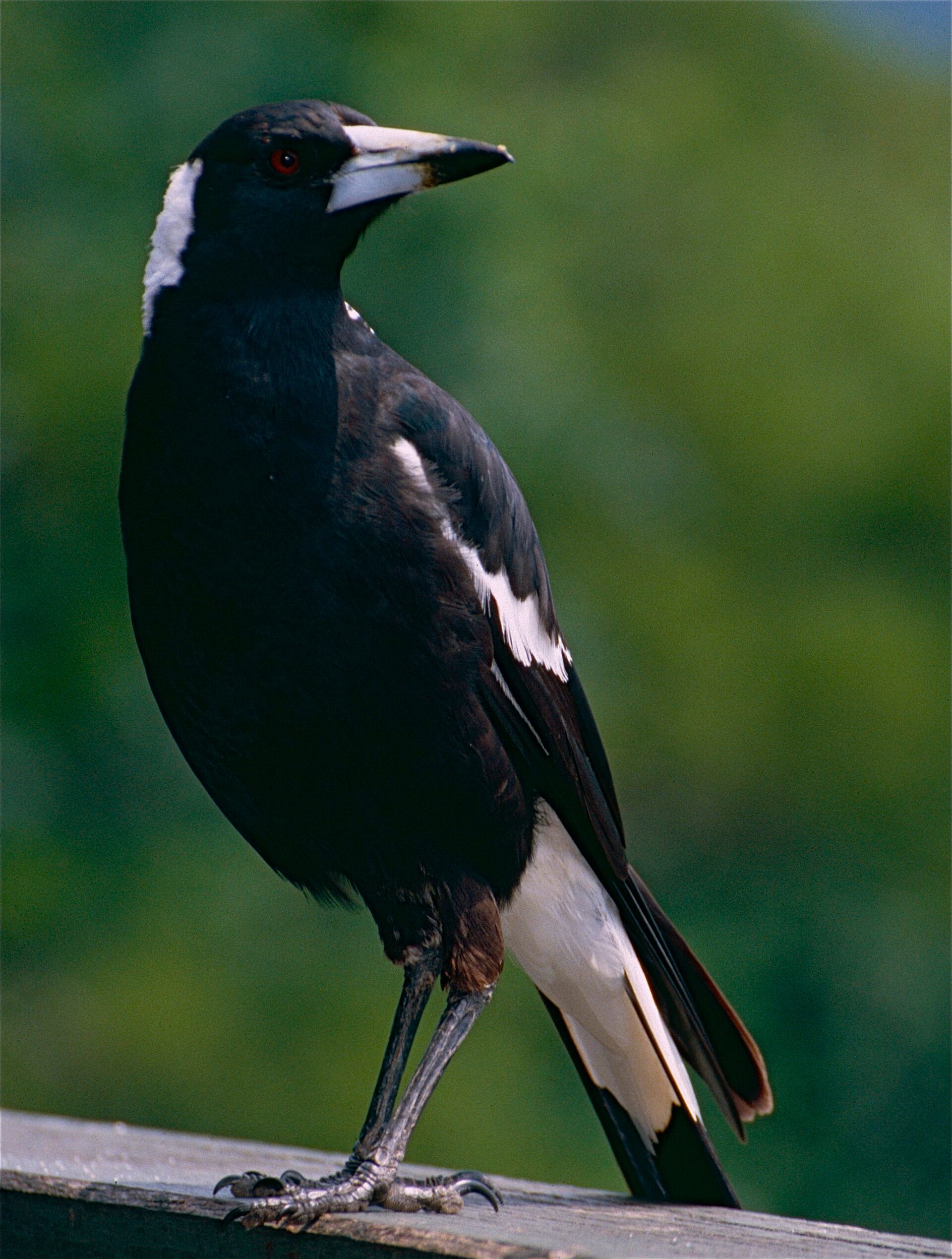 Australian Magpie Australian Magpie ()