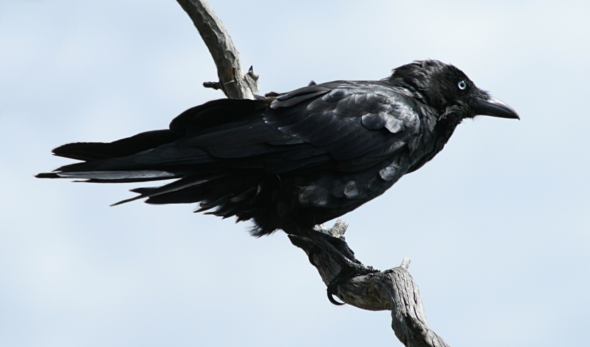 Australian Raven (Corvus coronoides)