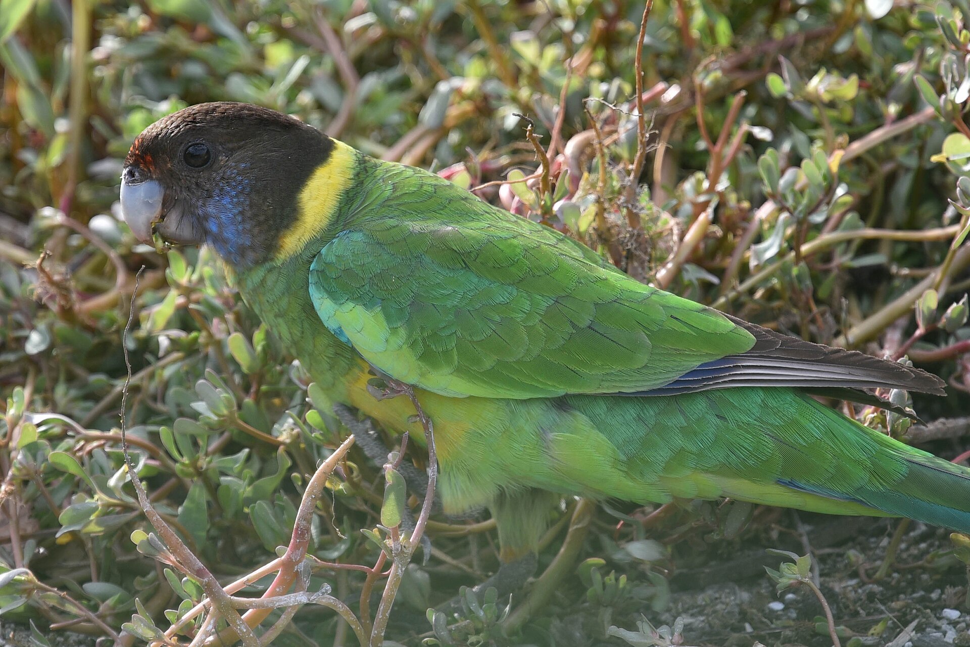 Australian Ringneck Parrot Australian Ringneck Parrot ()