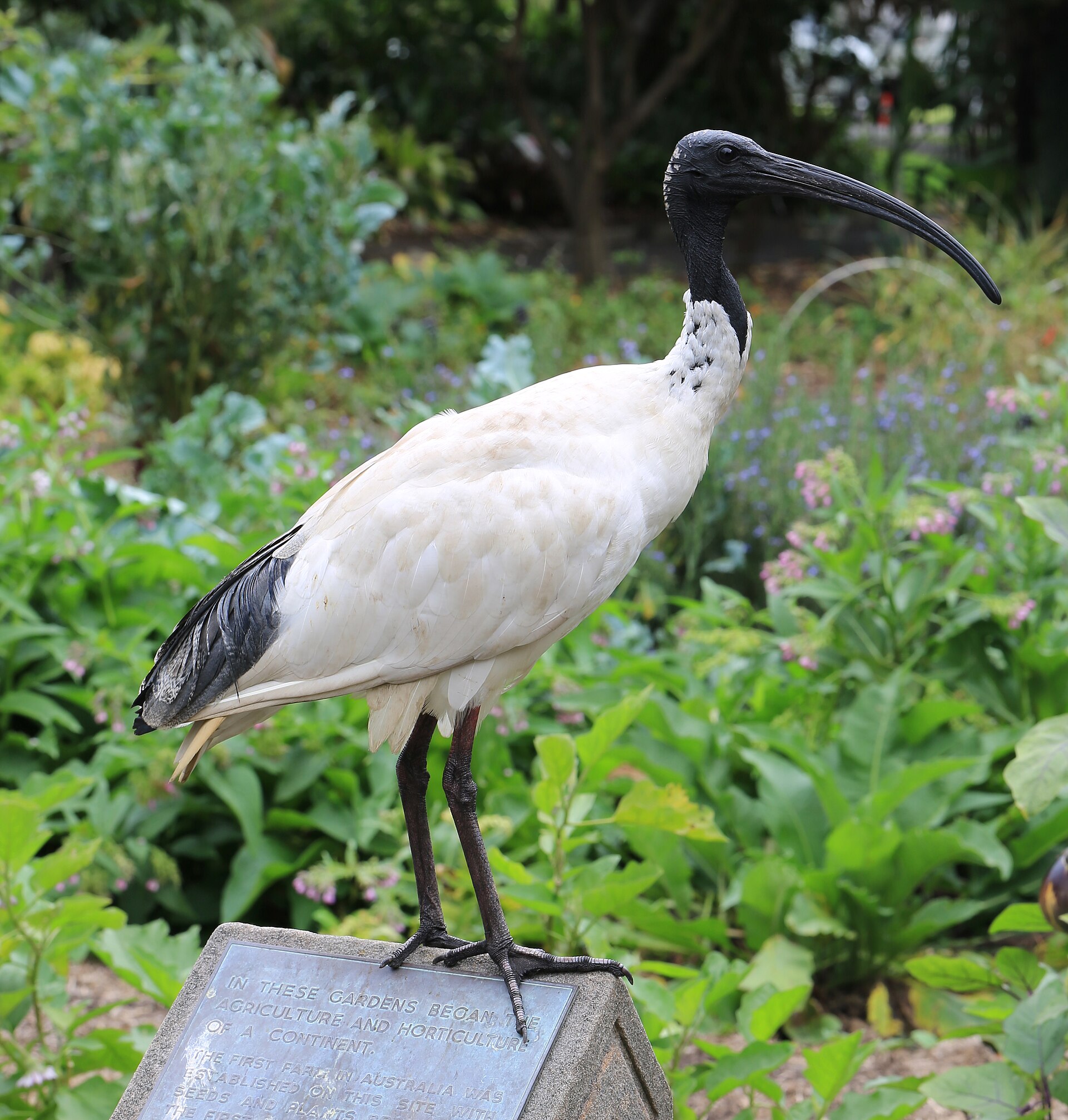 Australian White Ibis (Threskiornis molucca)