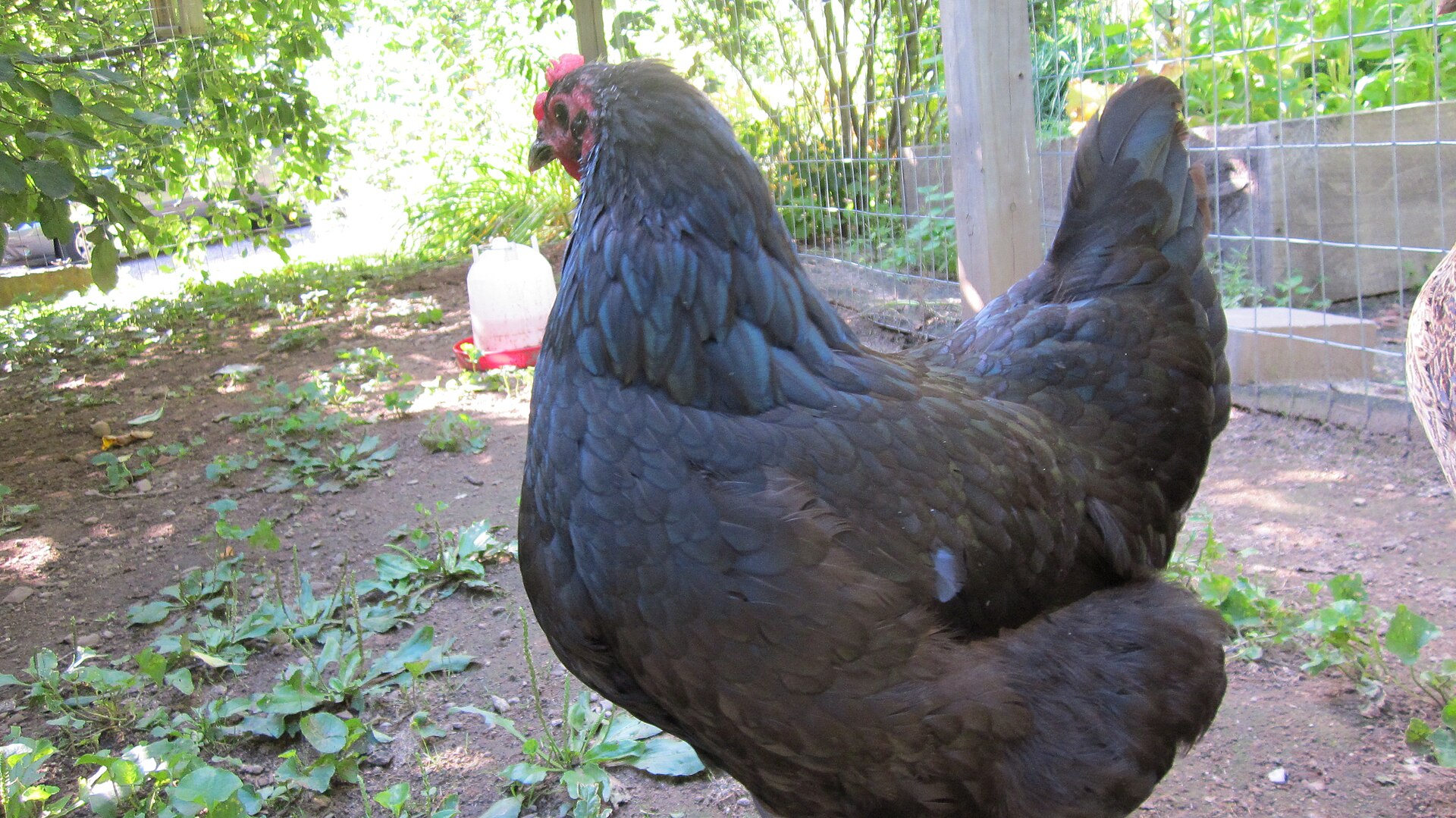 Australorp Chicken ()