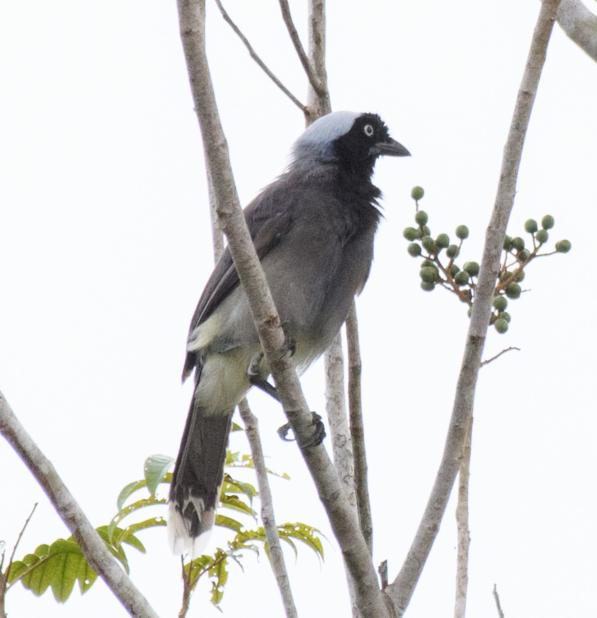 Azure Jay ()