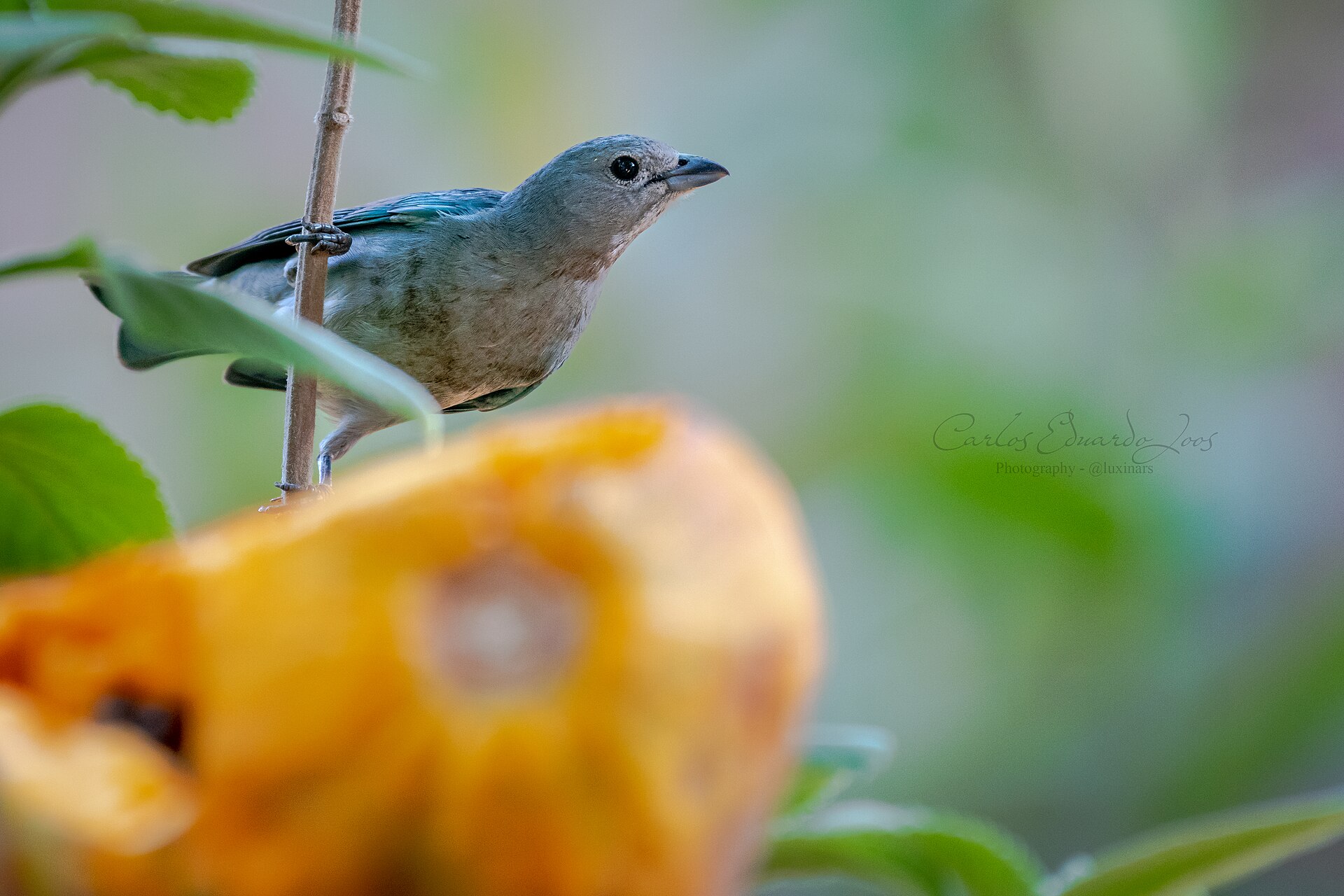 Azure-Shouldered Tanager (Thraupis cyanoptera)