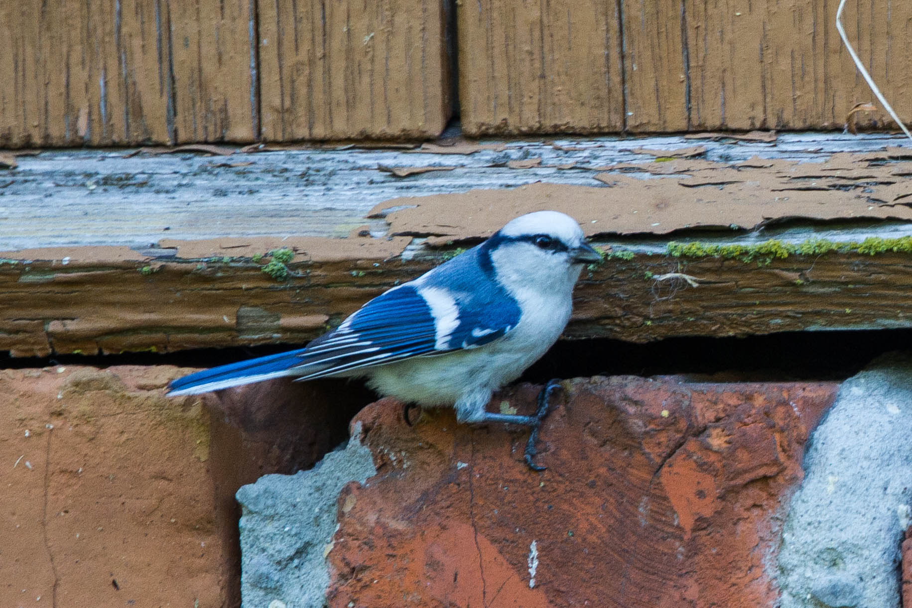 Azure Tit (Cyanistes cyanus)