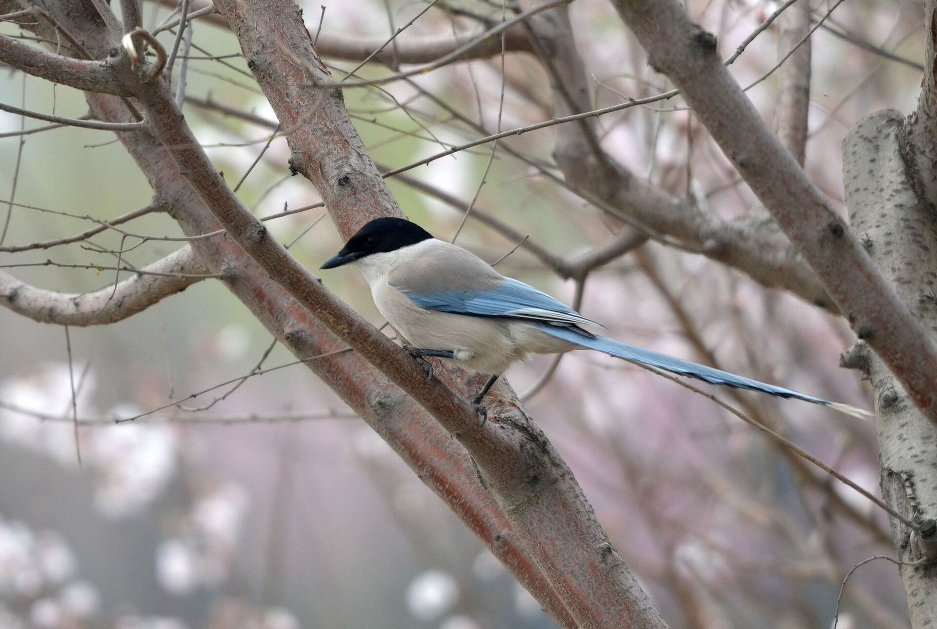 Azure-Winged Magpie Azure-Winged Magpie (Cyanopica cyanus)