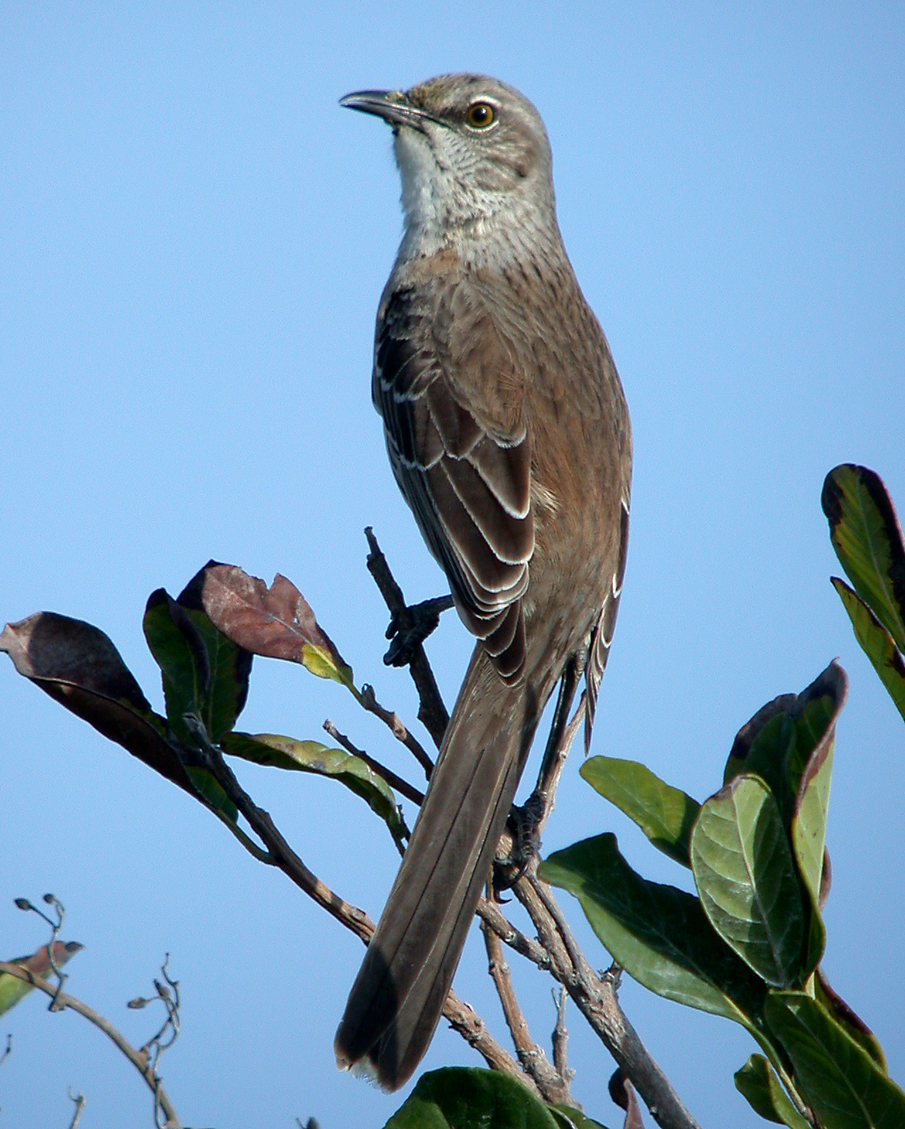 Bahama Mockingbird Bahama Mockingbird ()
