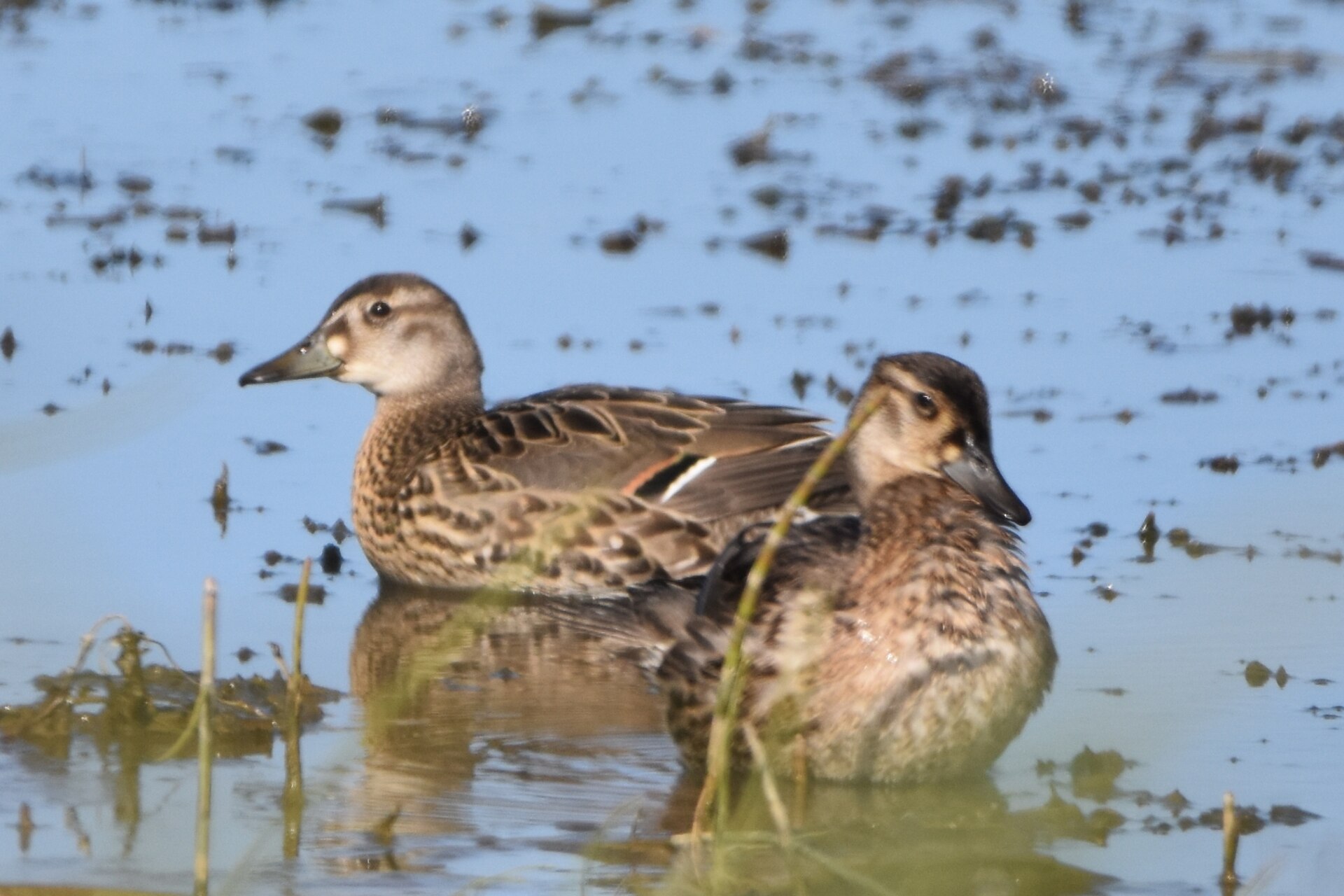 Baikal Teal Baikal Teal (Sibirionetta formosa)