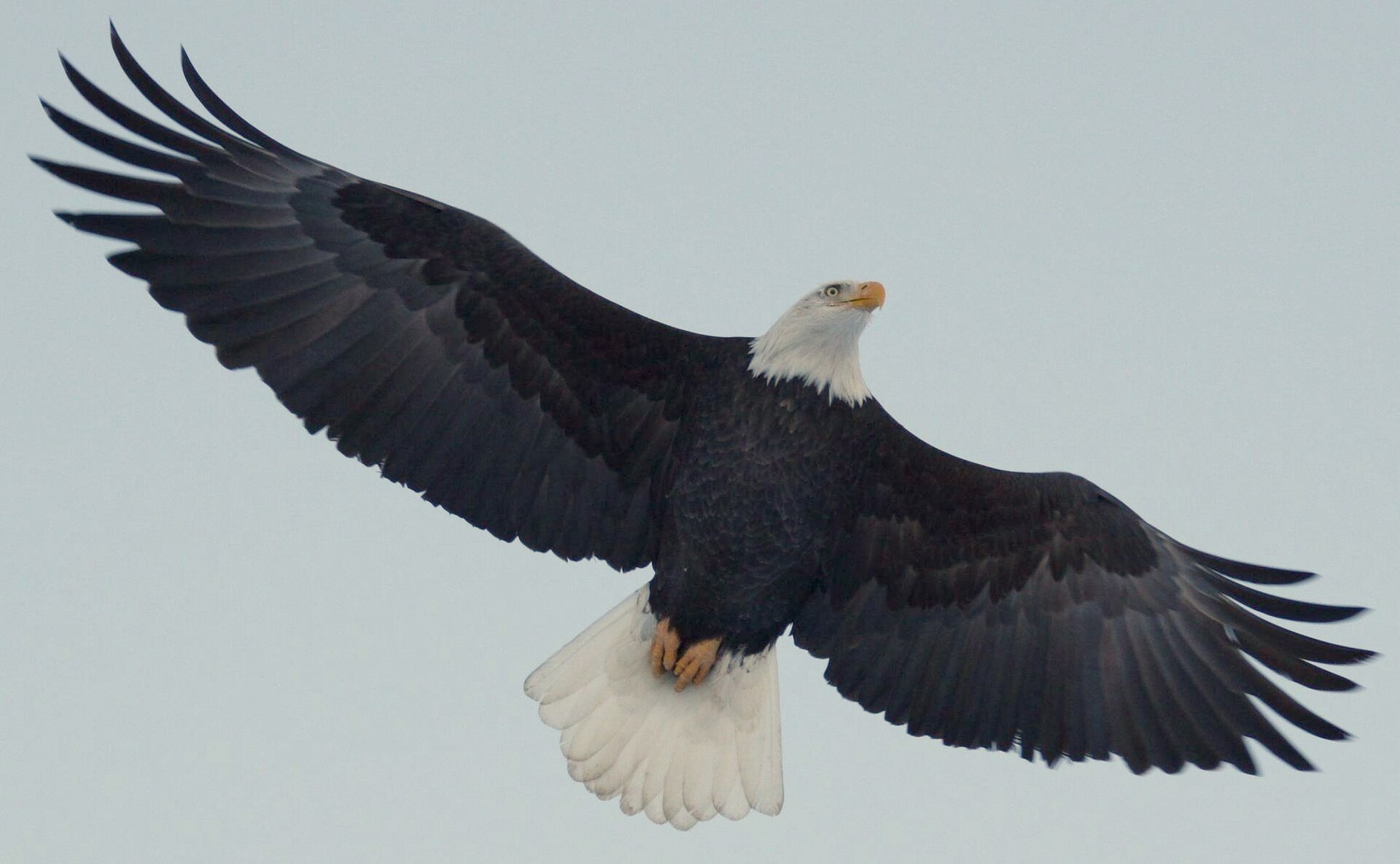 Bald Eagle Sighting ()