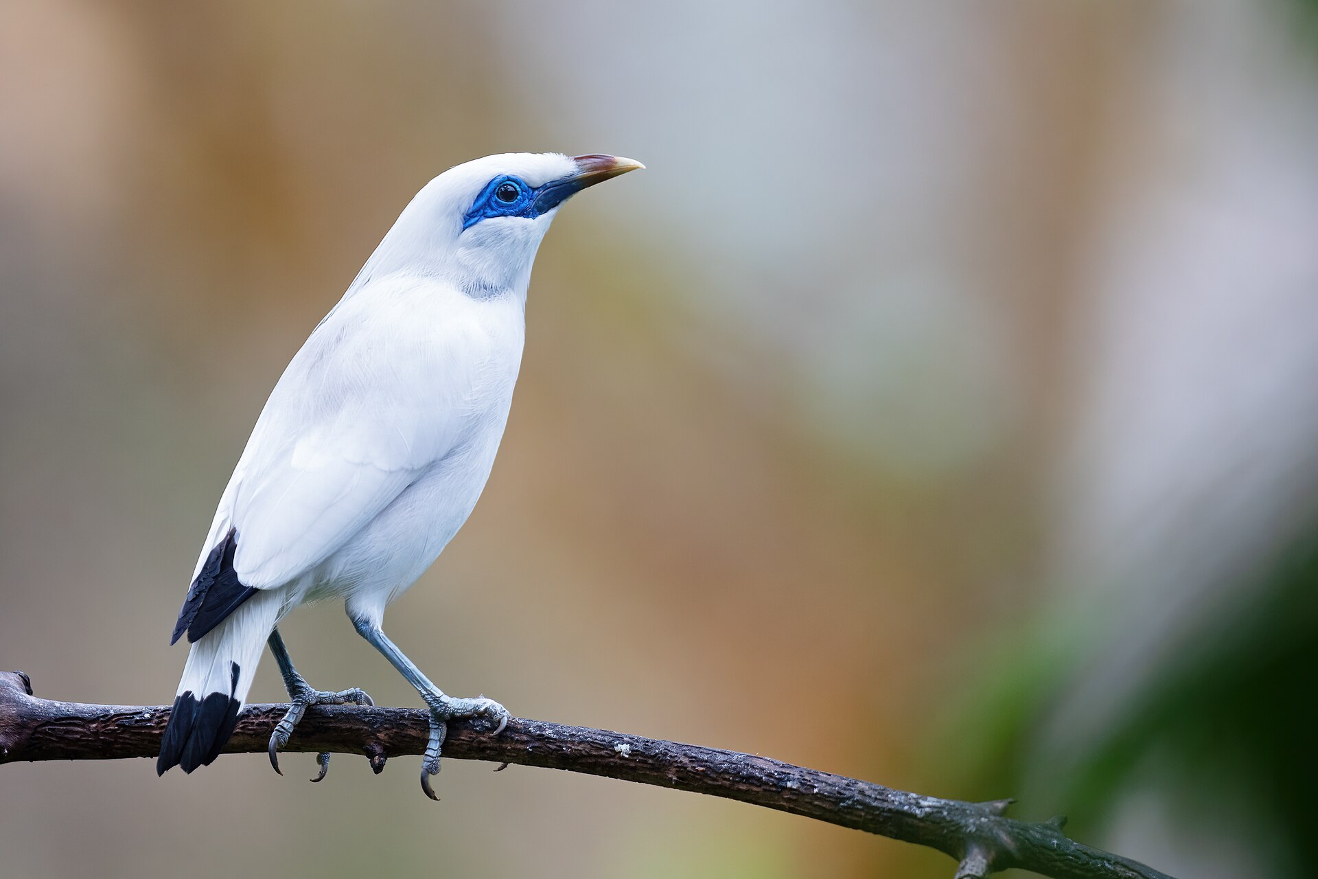 Bali Mynah (Bali mynah)