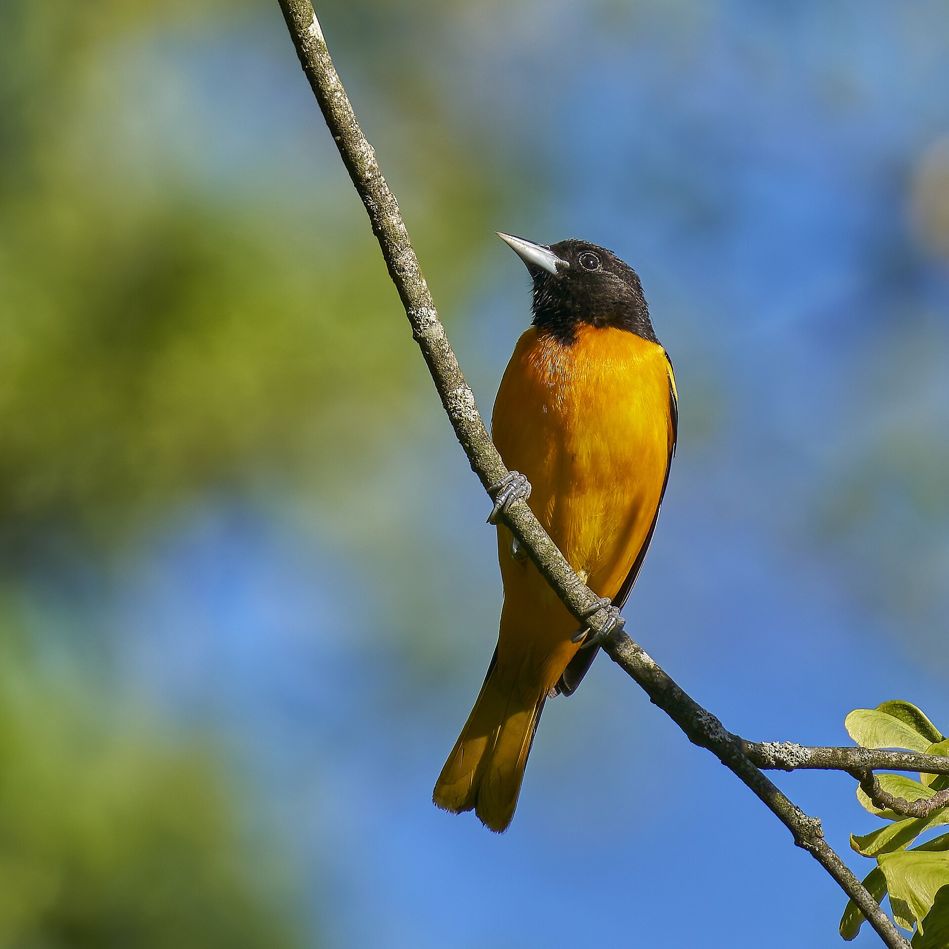 Baltimore Oriole (Icterus galbula)