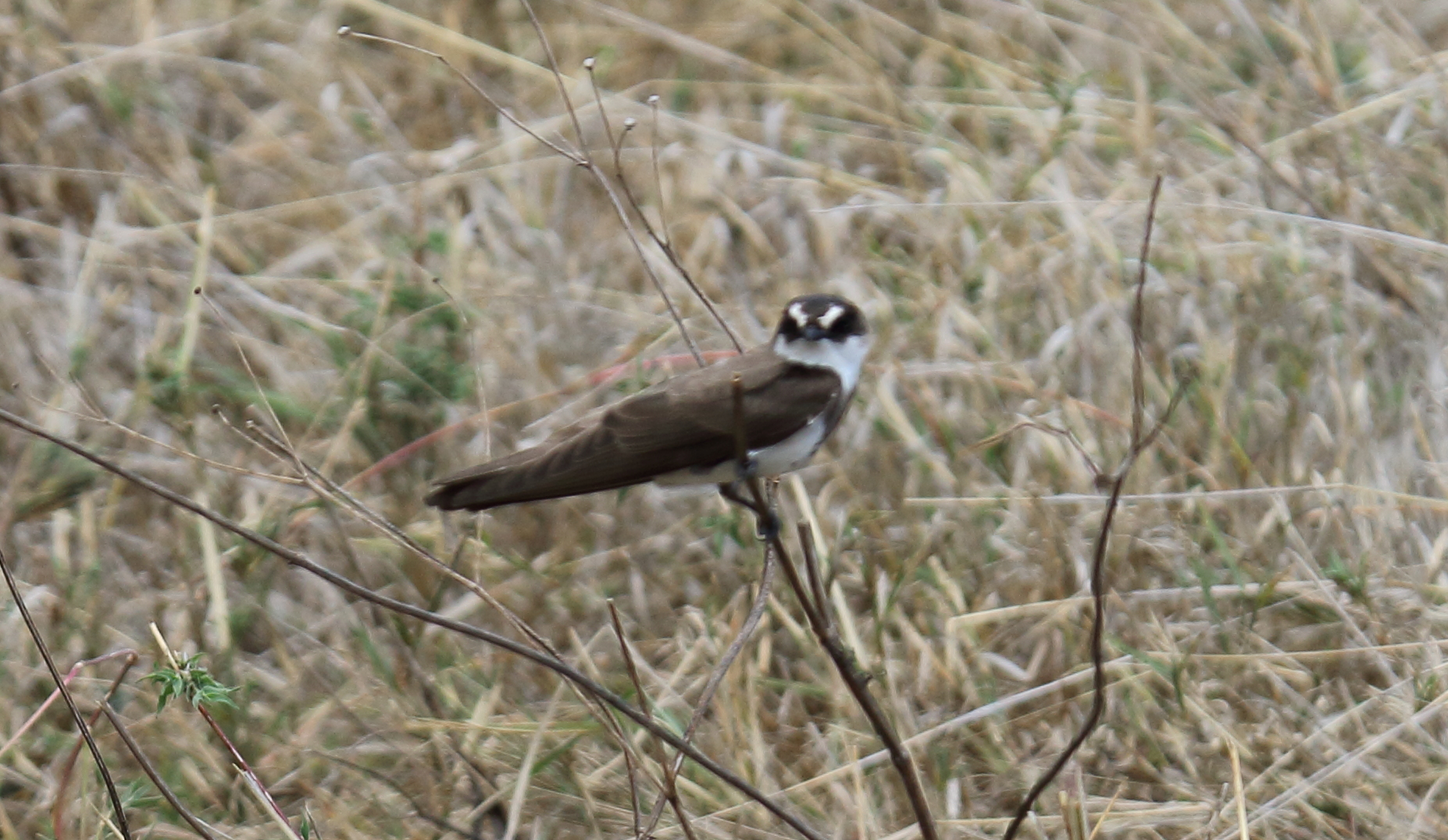 Banded Martin (Riparia cincta)