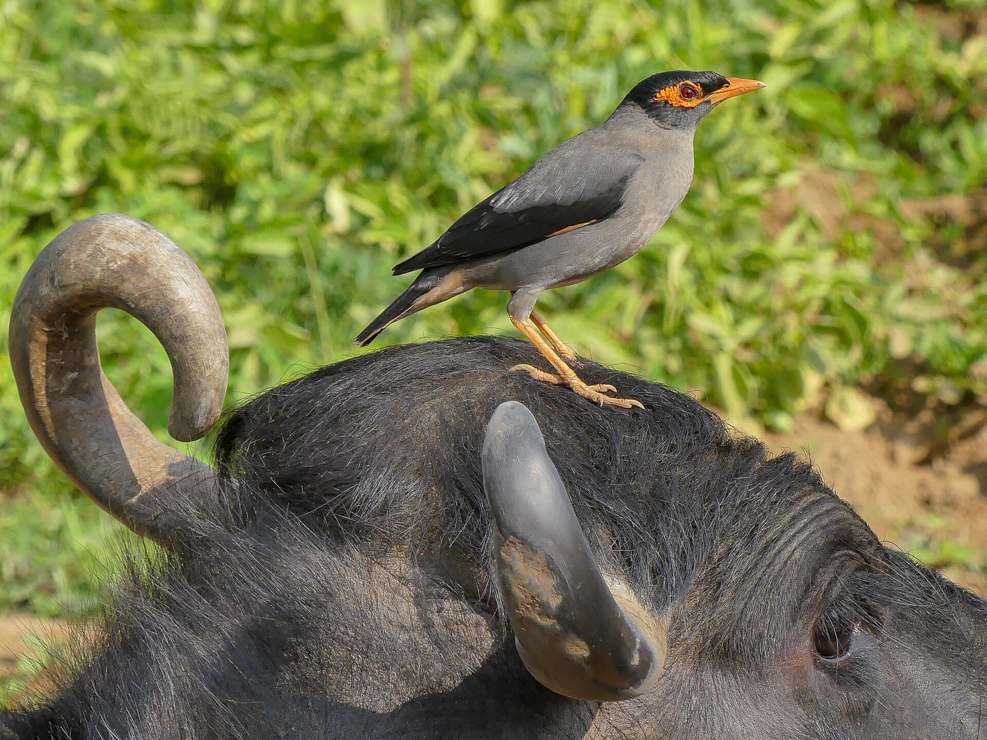 Bank Mynah ()