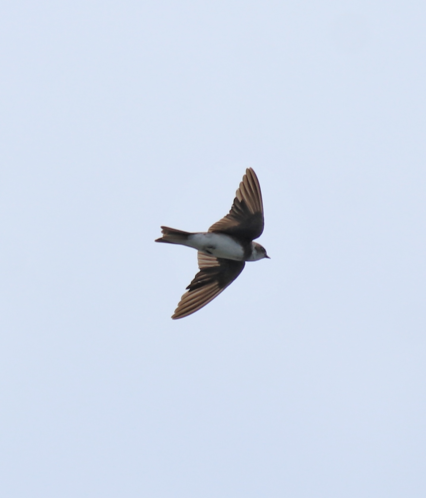 Bank Swallow (Riparia riparia)