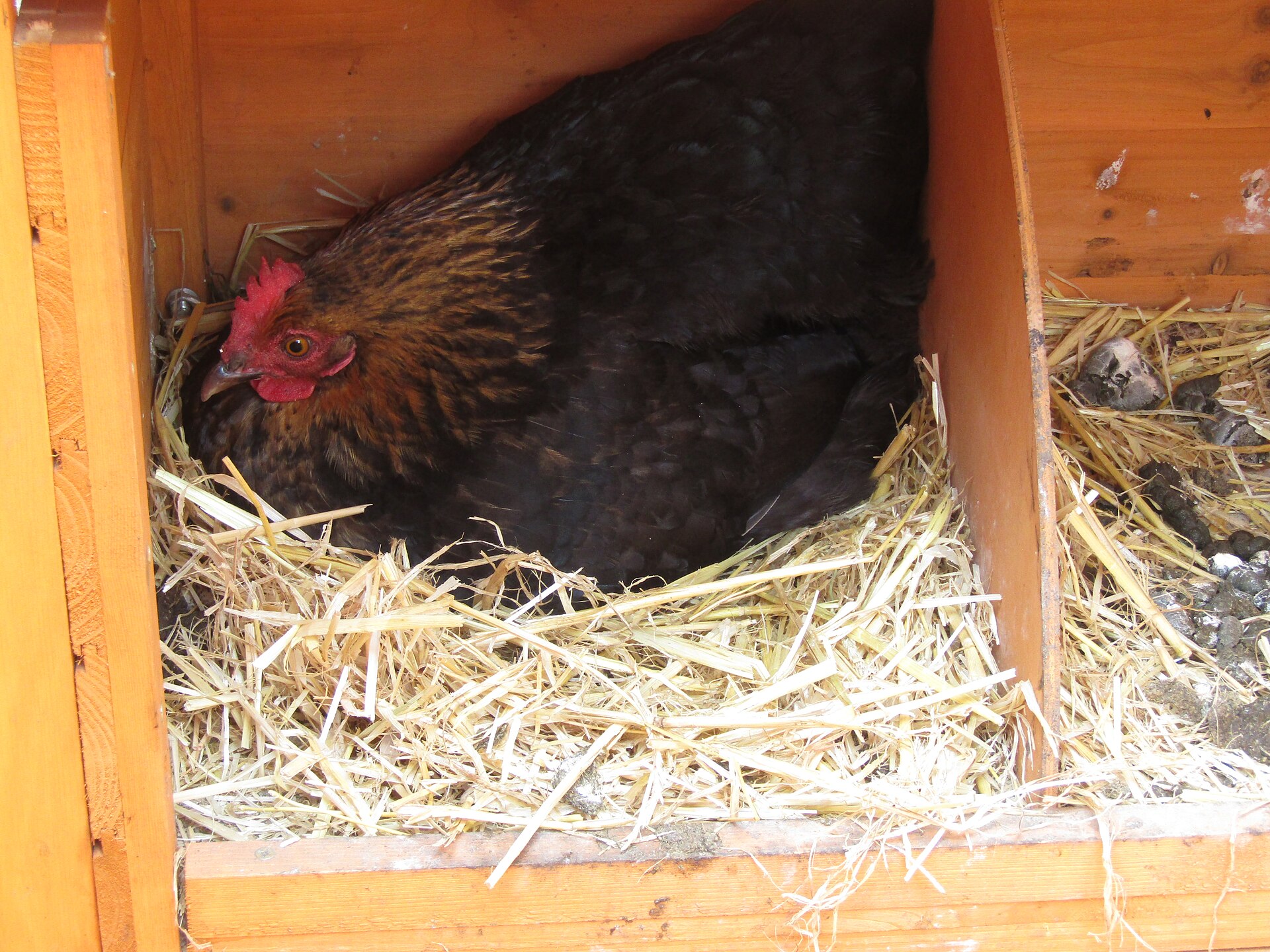 Bantam Chicken ()