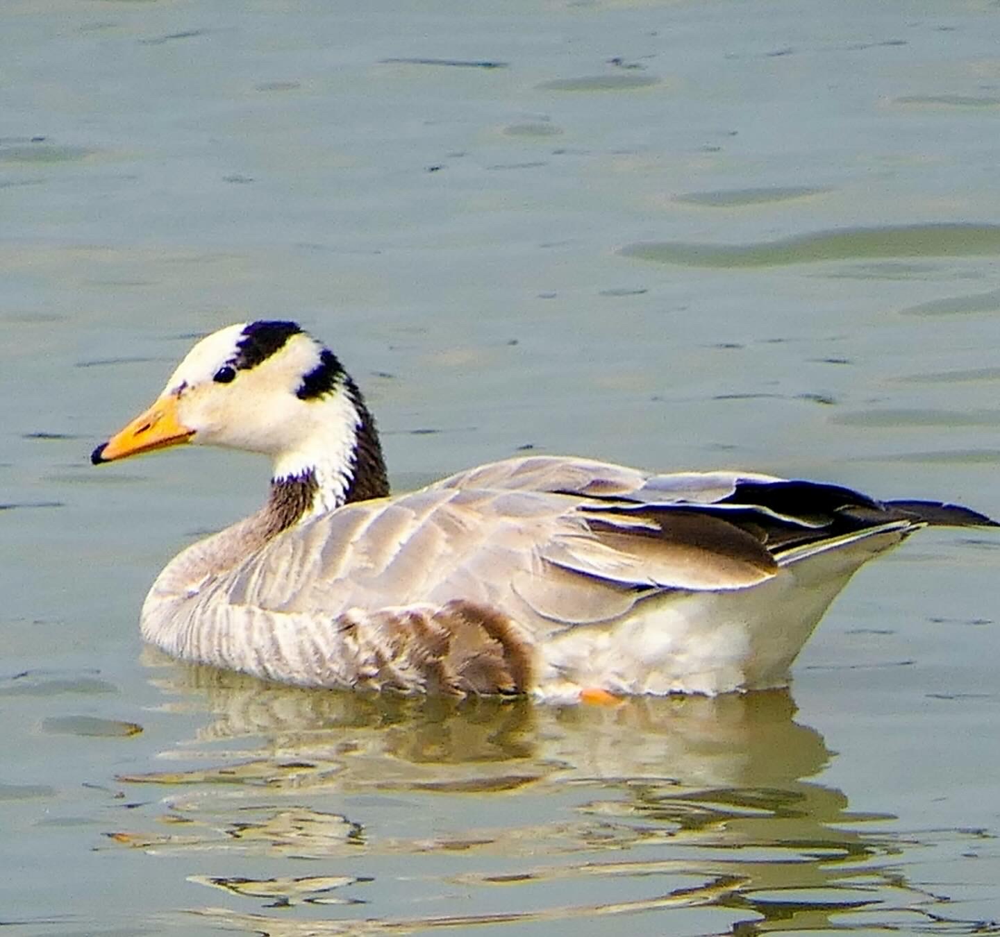 Bar-headed Goose (Anser indicus)