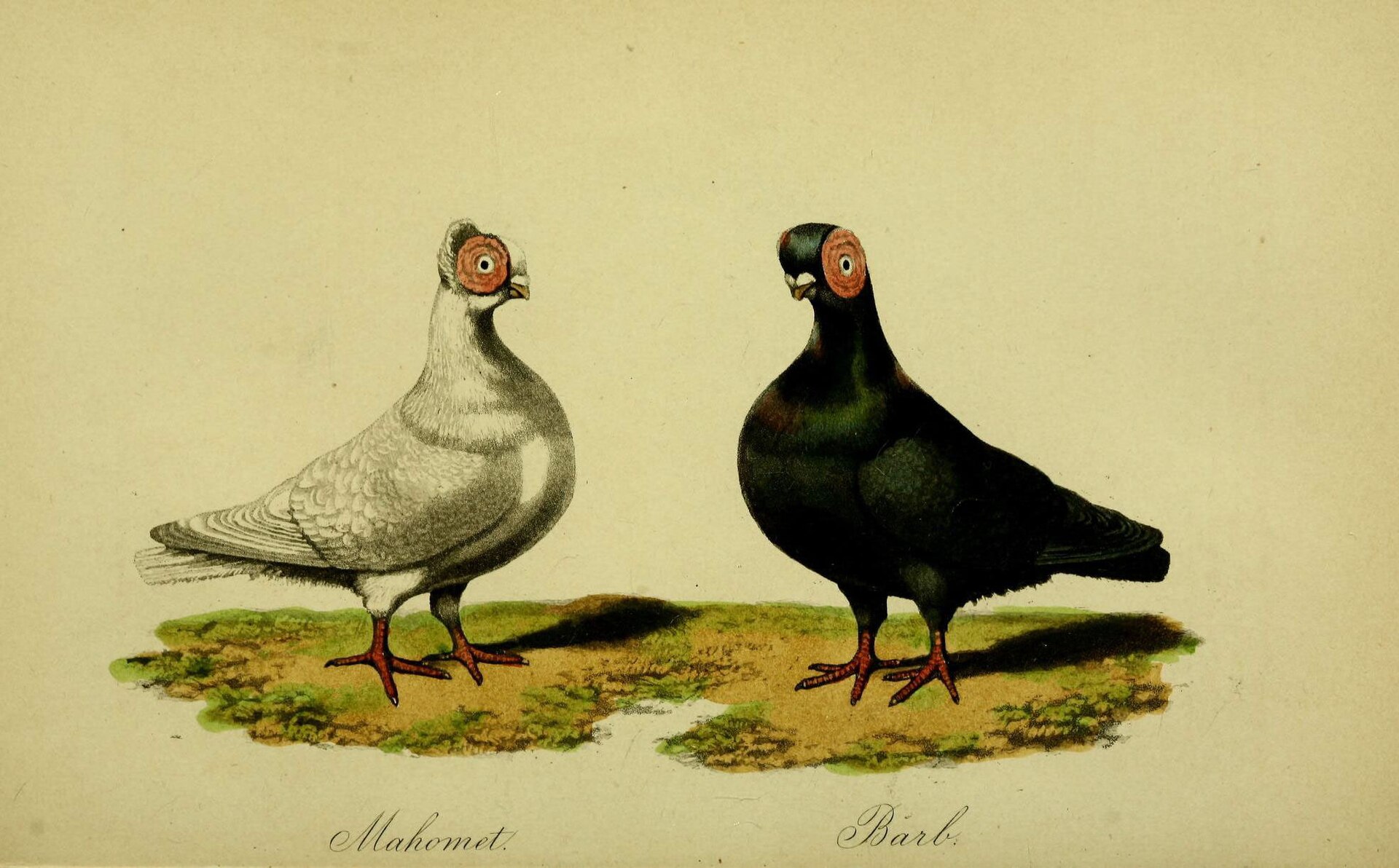 Barb Pigeon Barb Pigeon ()