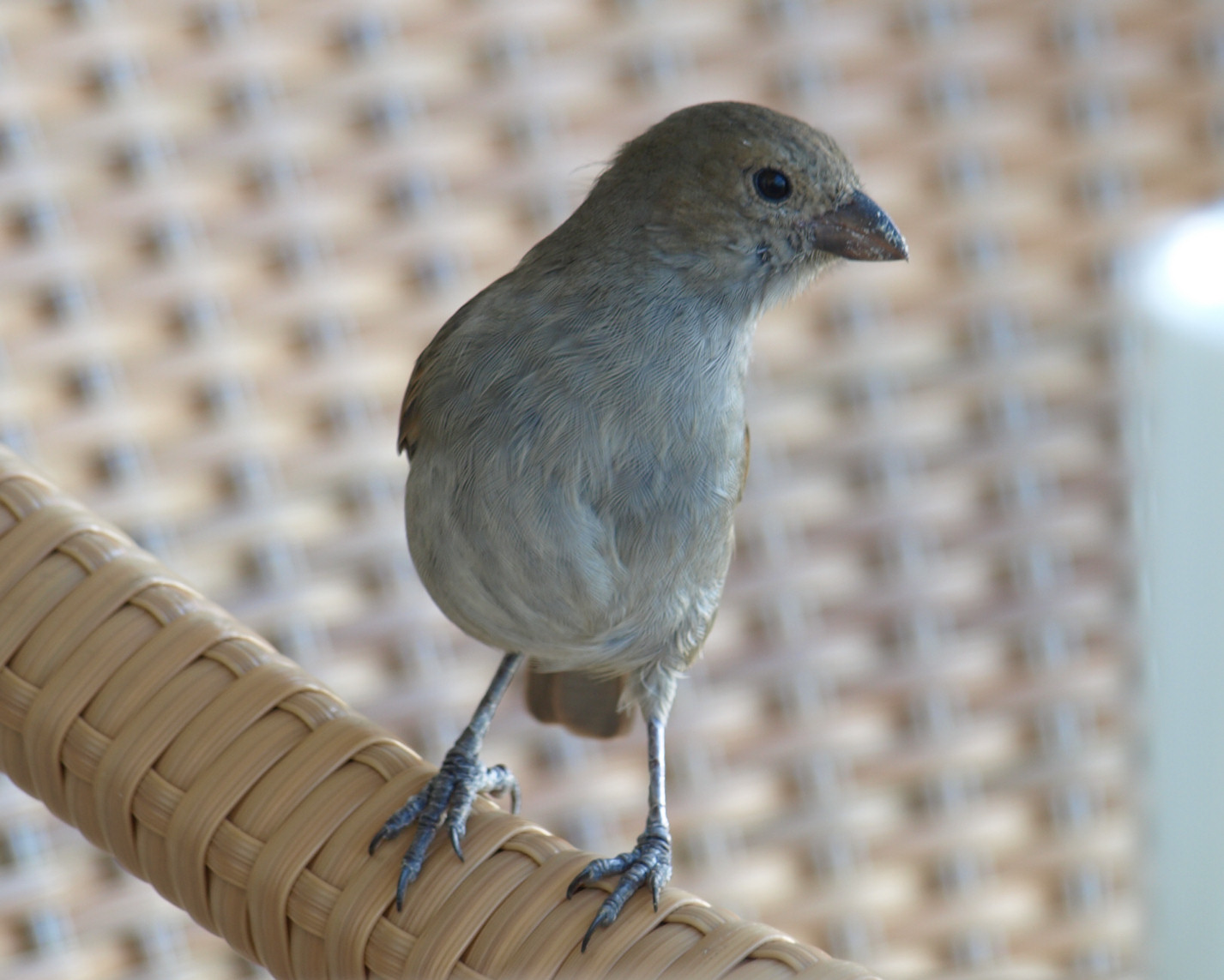 Barbados Bullfinch Barbados Bullfinch ()
