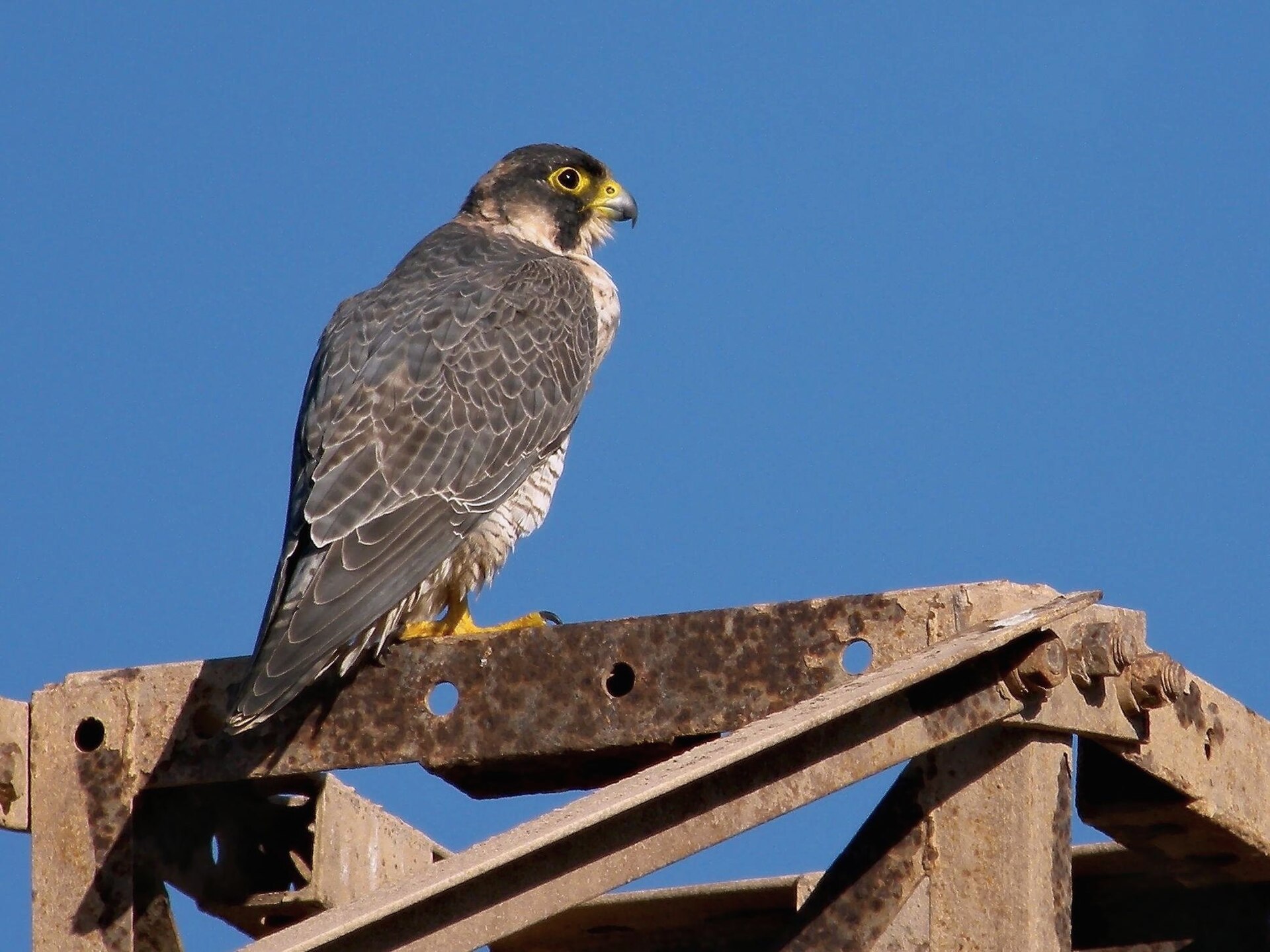 Barbary Falcon Barbary Falcon (Falco pelegrinoides)