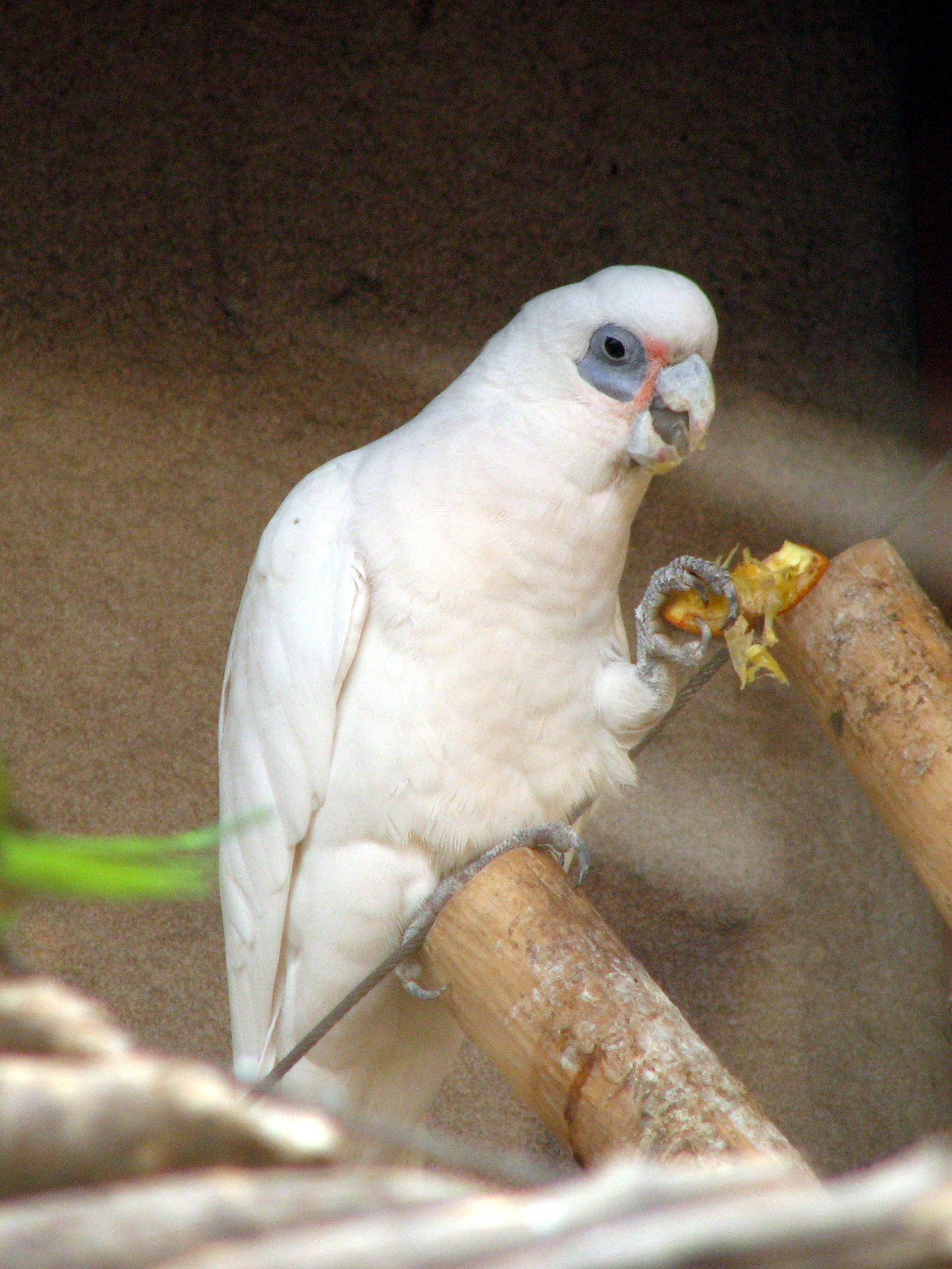 Bare-Eyed Cockatoo ()