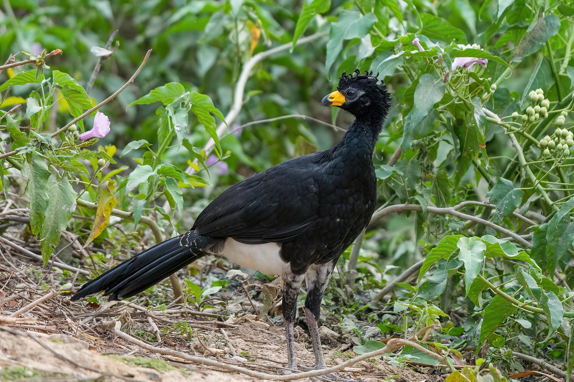 Bare-faced Curassow (Crax fasciolata)