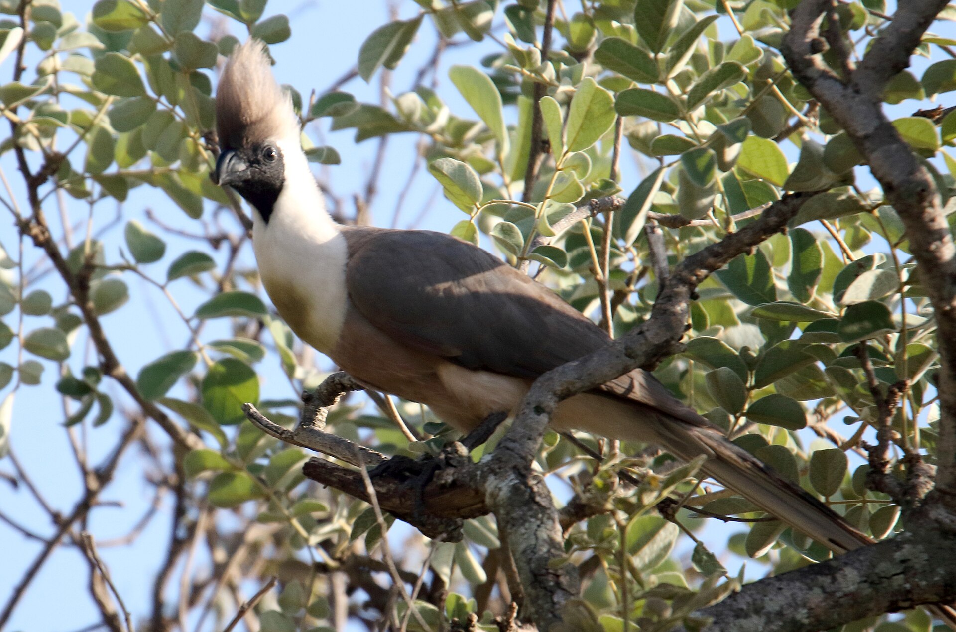 Bare-faced Go-away-bird (Corythaixoides personatus)
