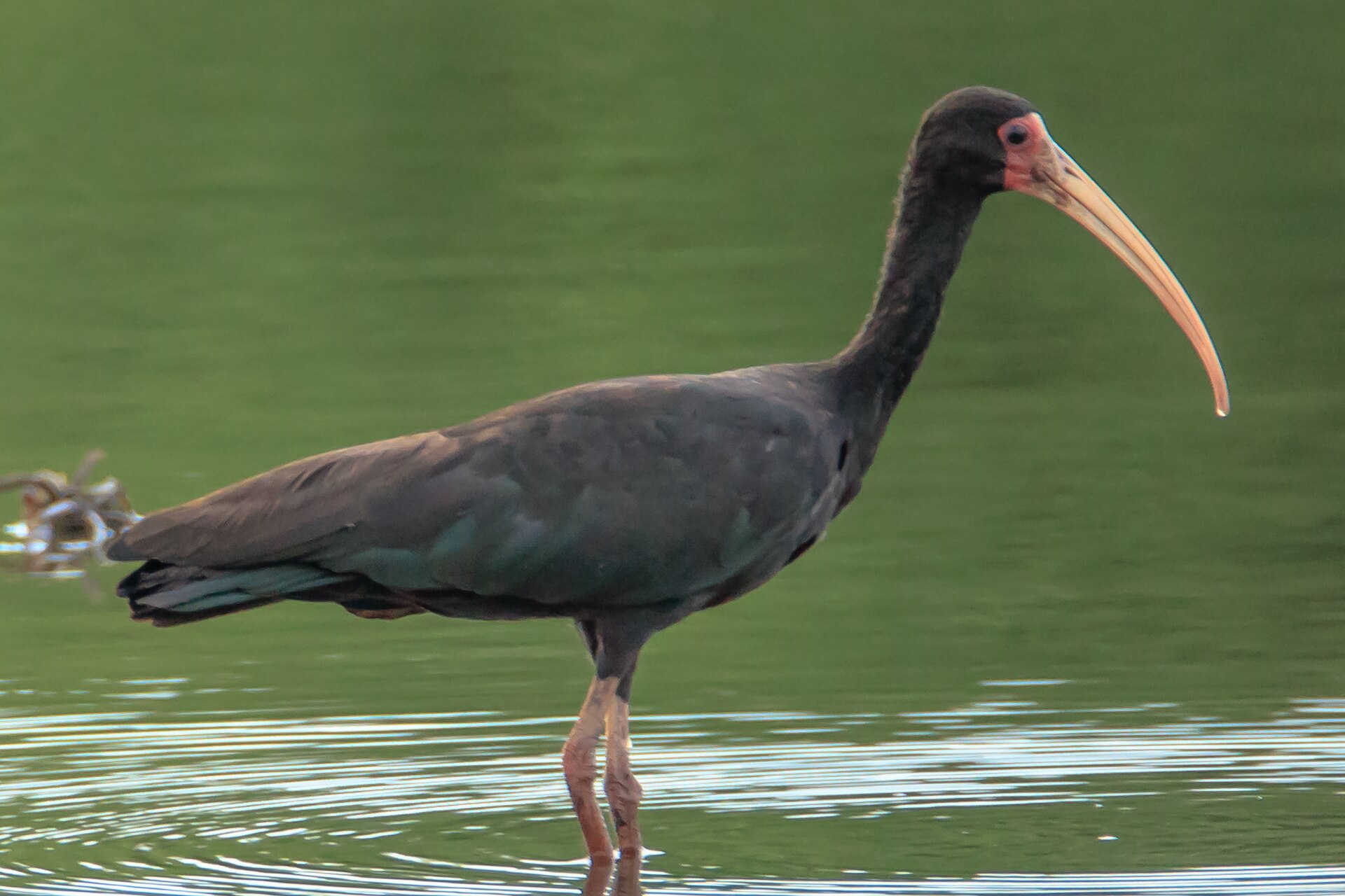 Bare-faced Ibis (Phimosus infuscatus)