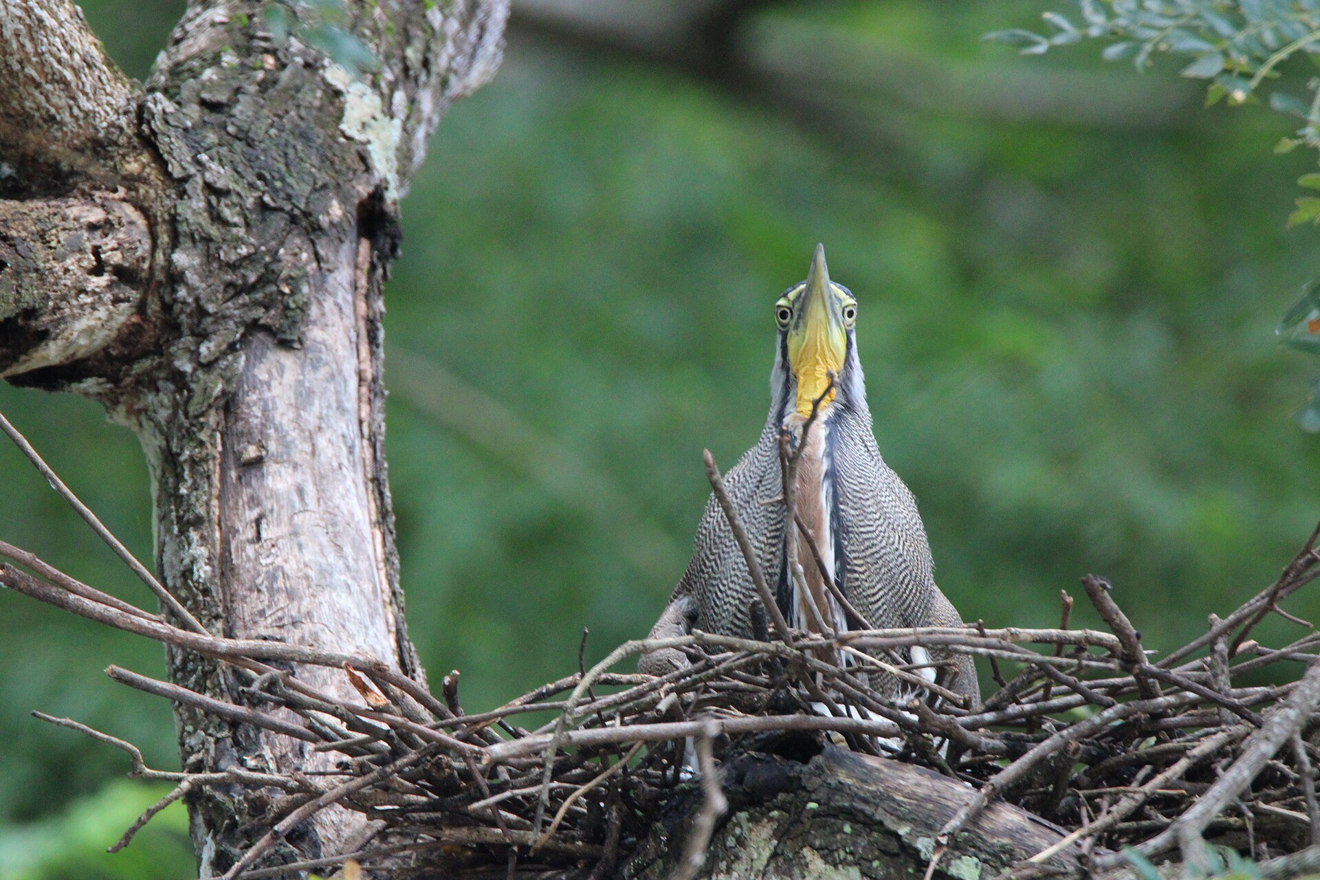 Bare-throated Tiger Heron Bare-throated Tiger Heron (Tigrisoma mexicanum)