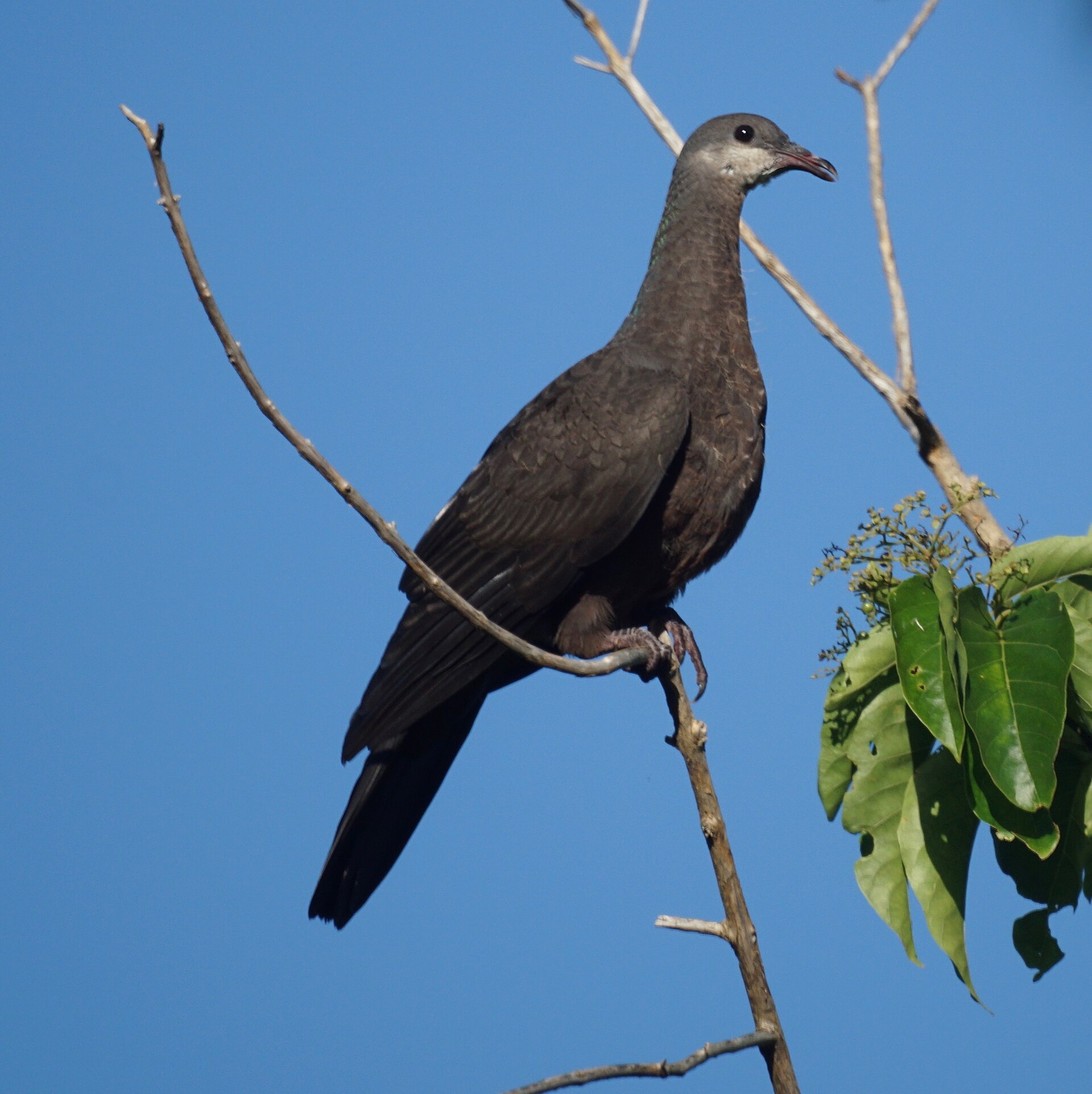 Barking Imperial Pigeon (Ducula latrans)