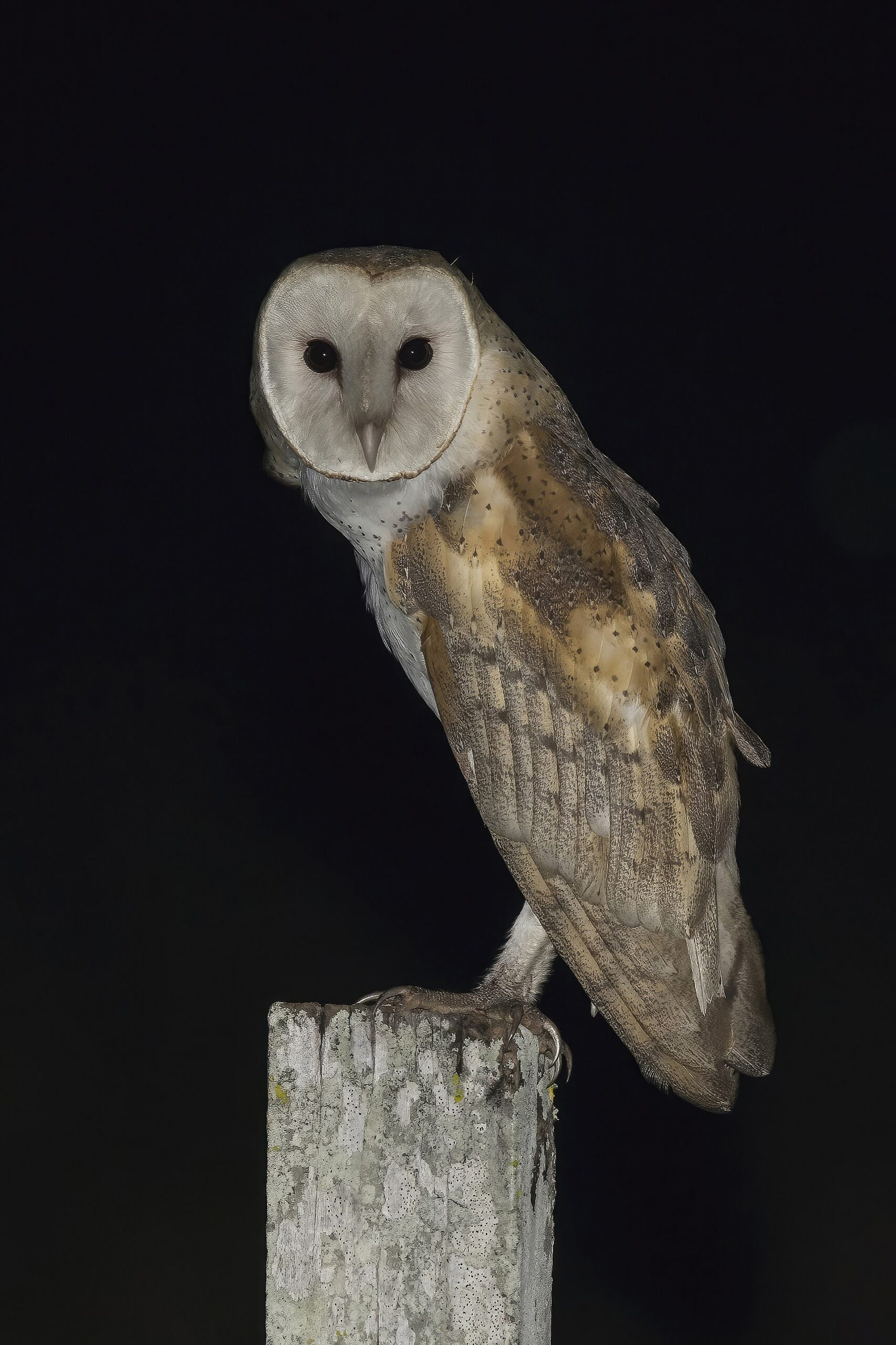 Barn Owl ()