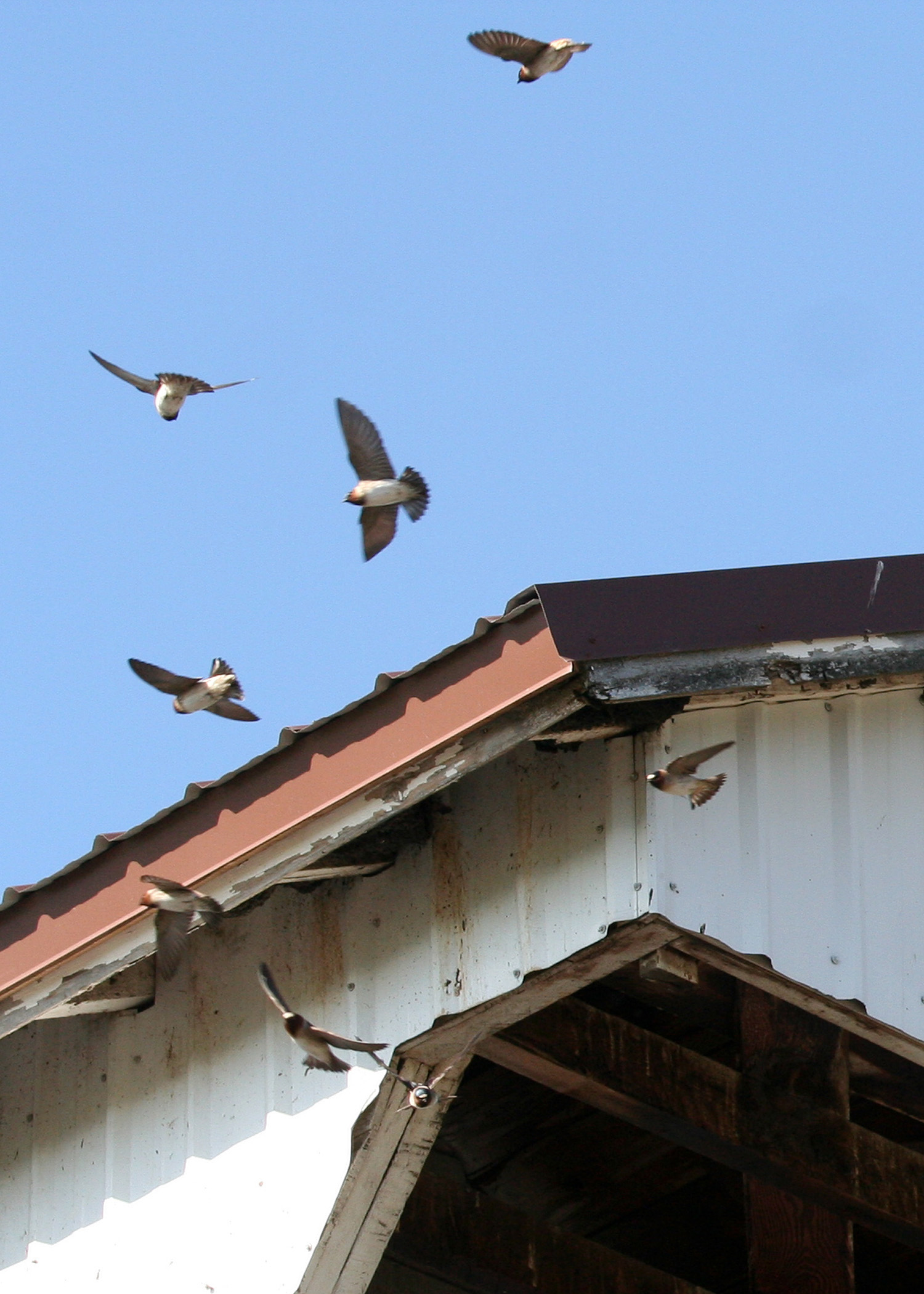 Barn Swallow Nesting Barn Swallow Nesting ()